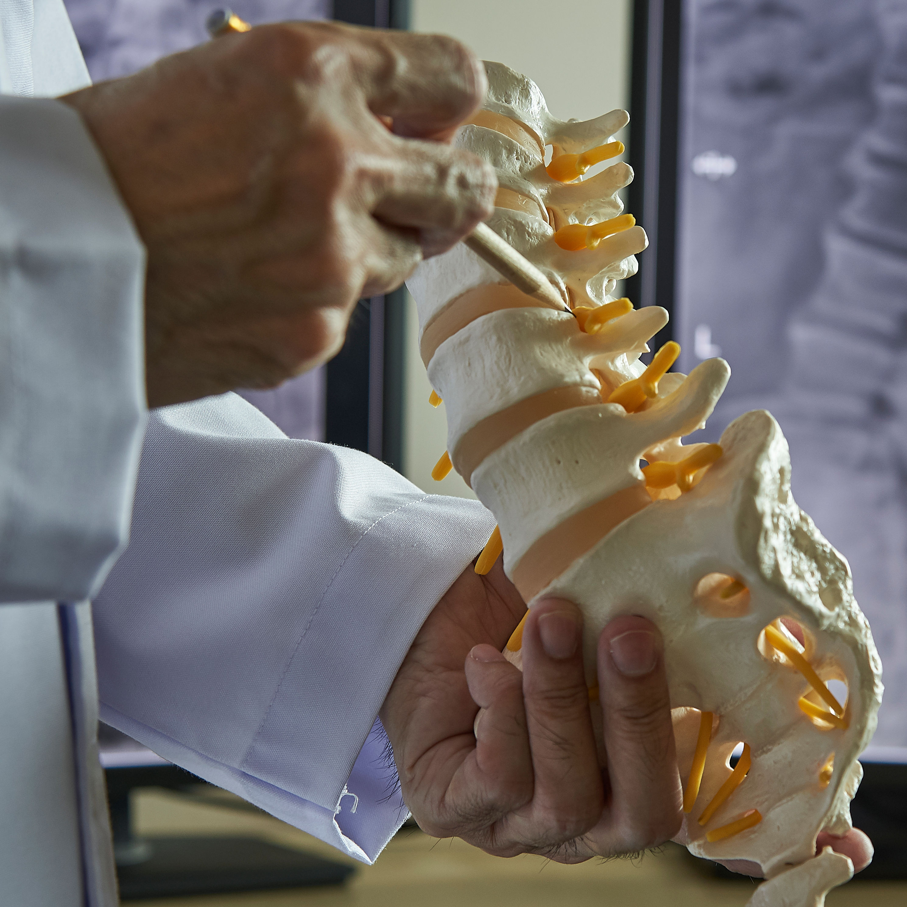A chiropractor pointing at lumbar vertebra model