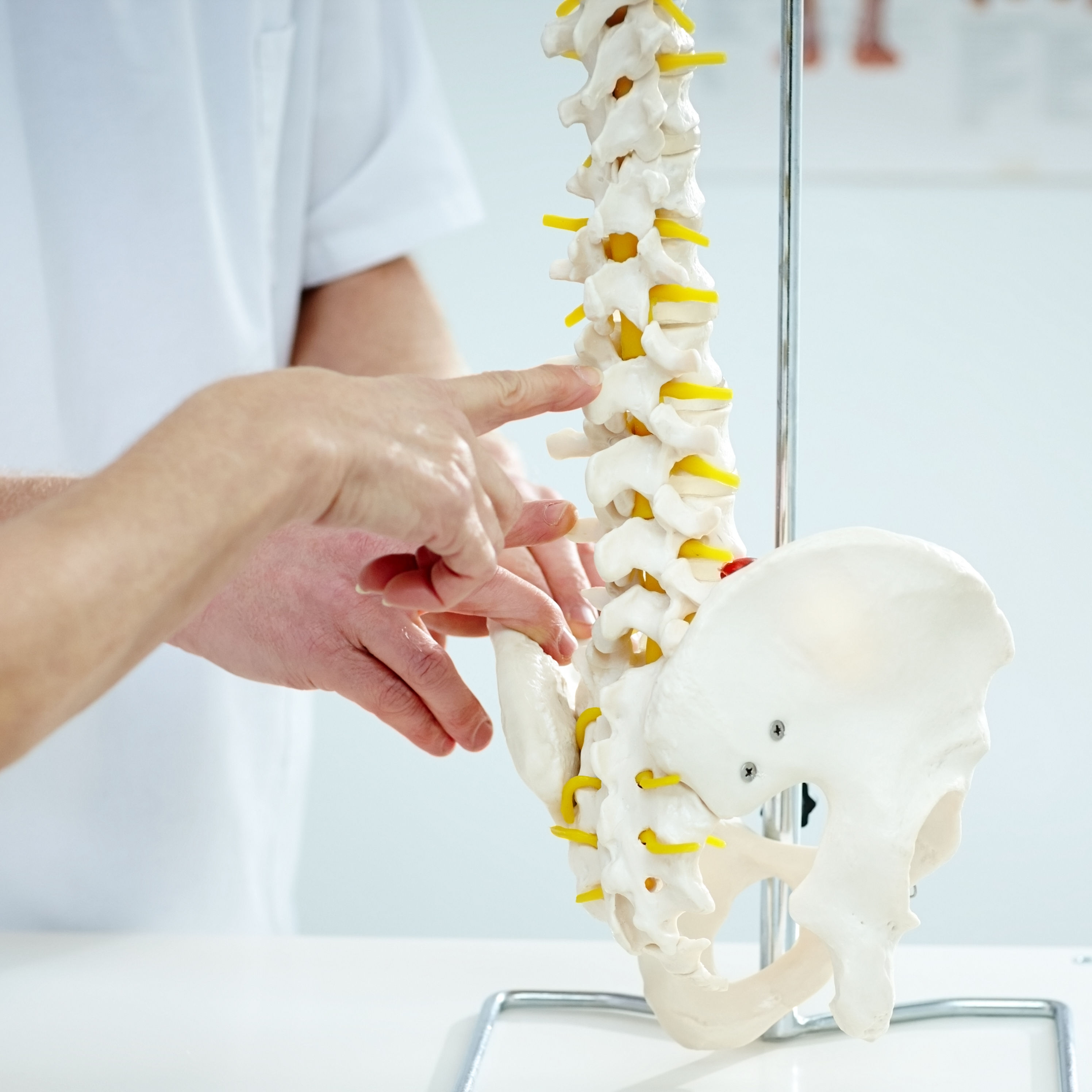 Chiropractor explains patient using plastic model