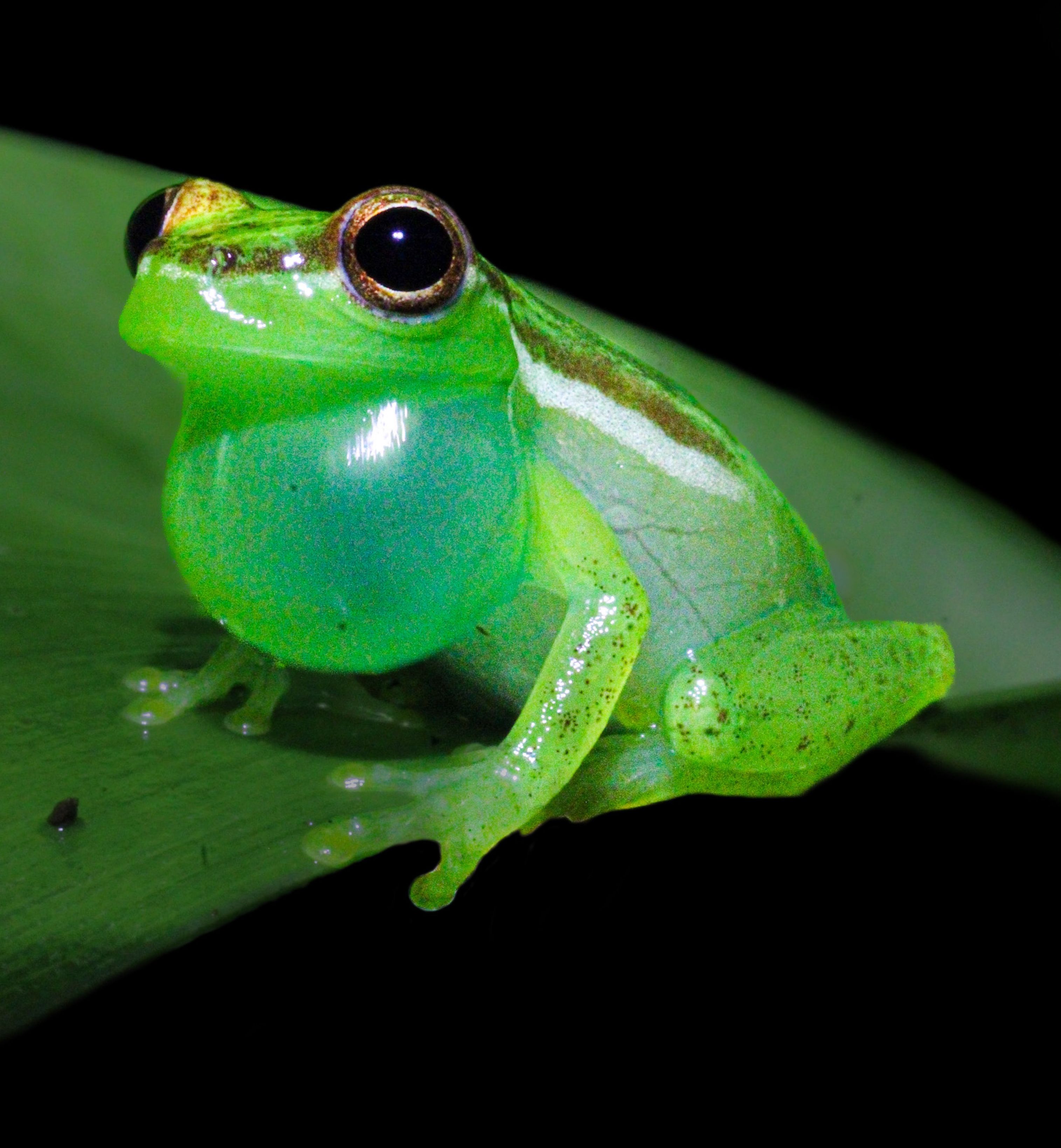 frog
