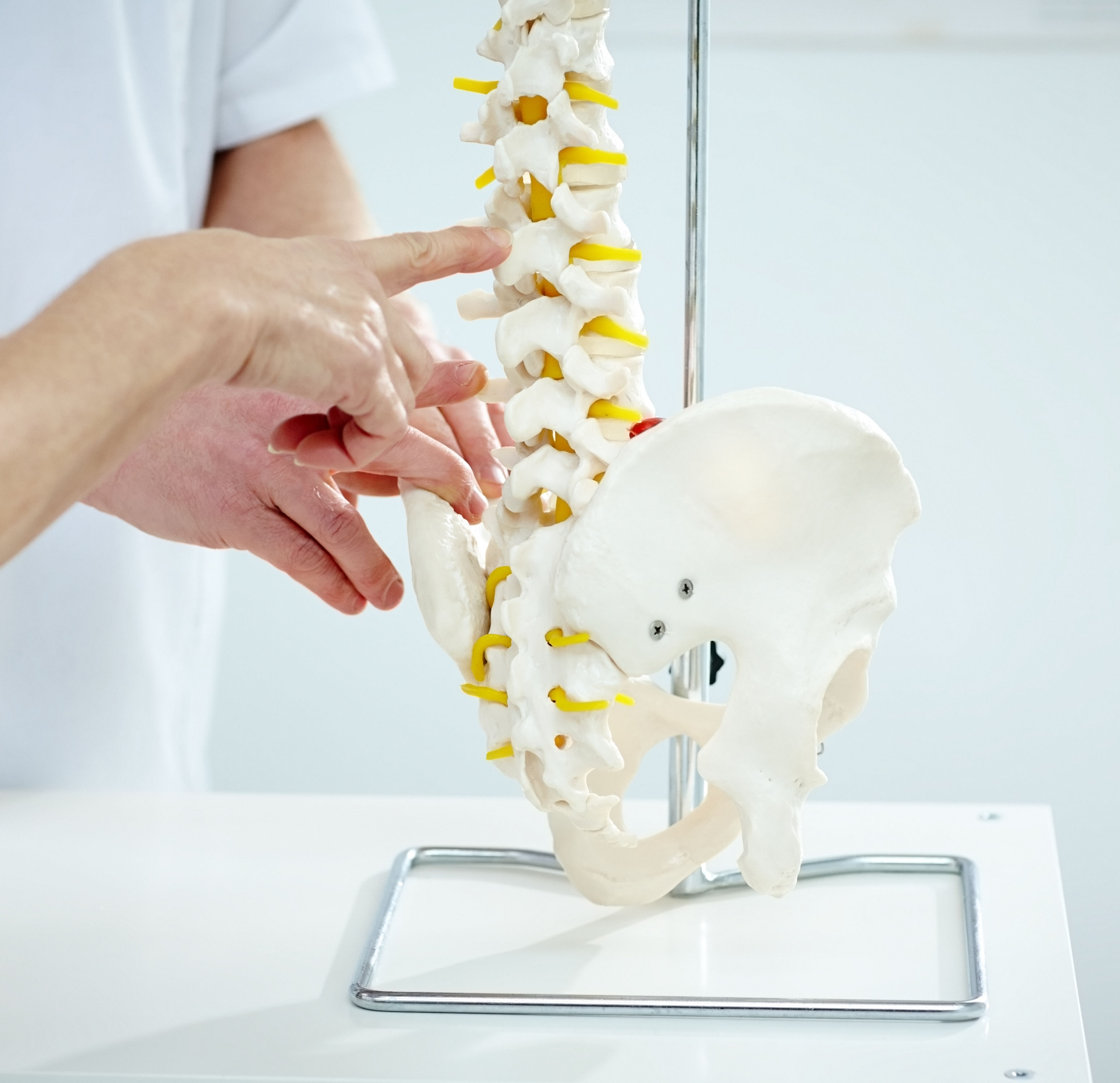 Chiropractor explains patient using plastic model