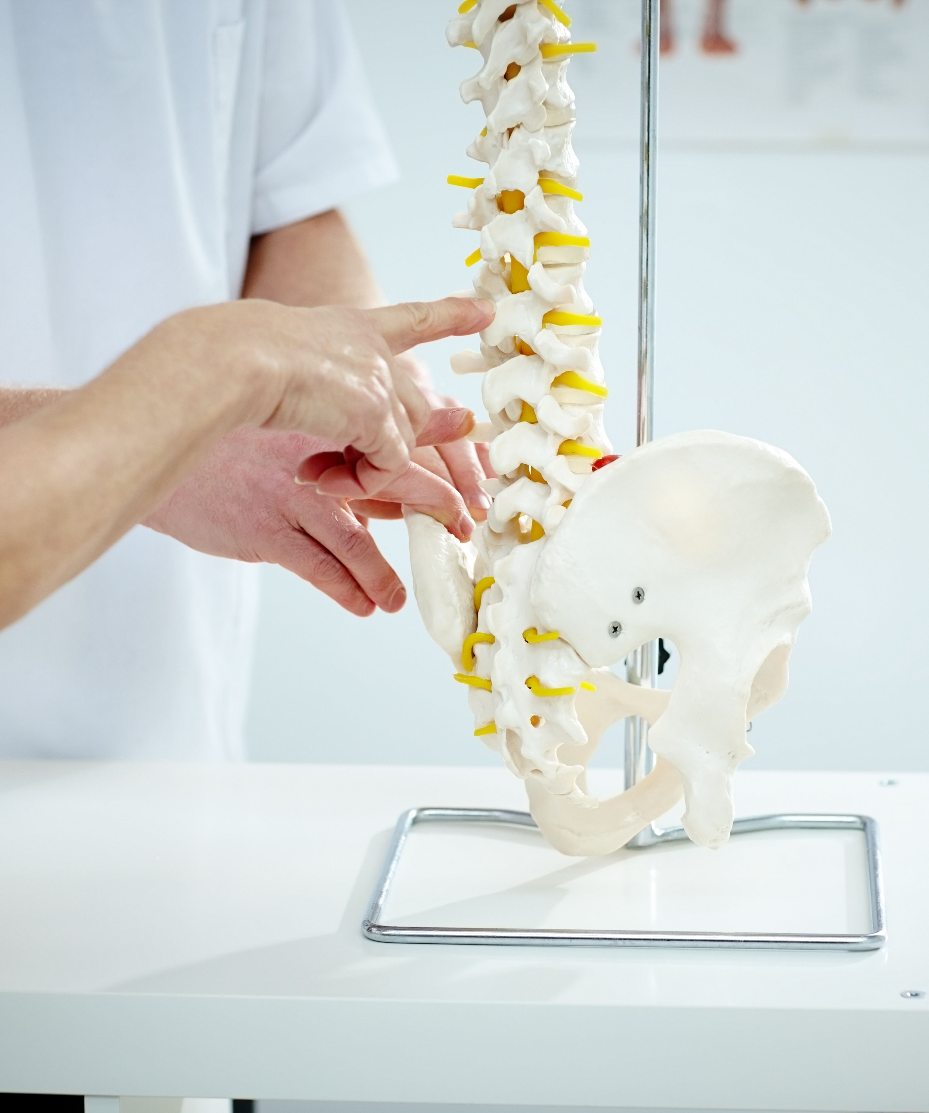 Chiropractor explains patient using plastic model