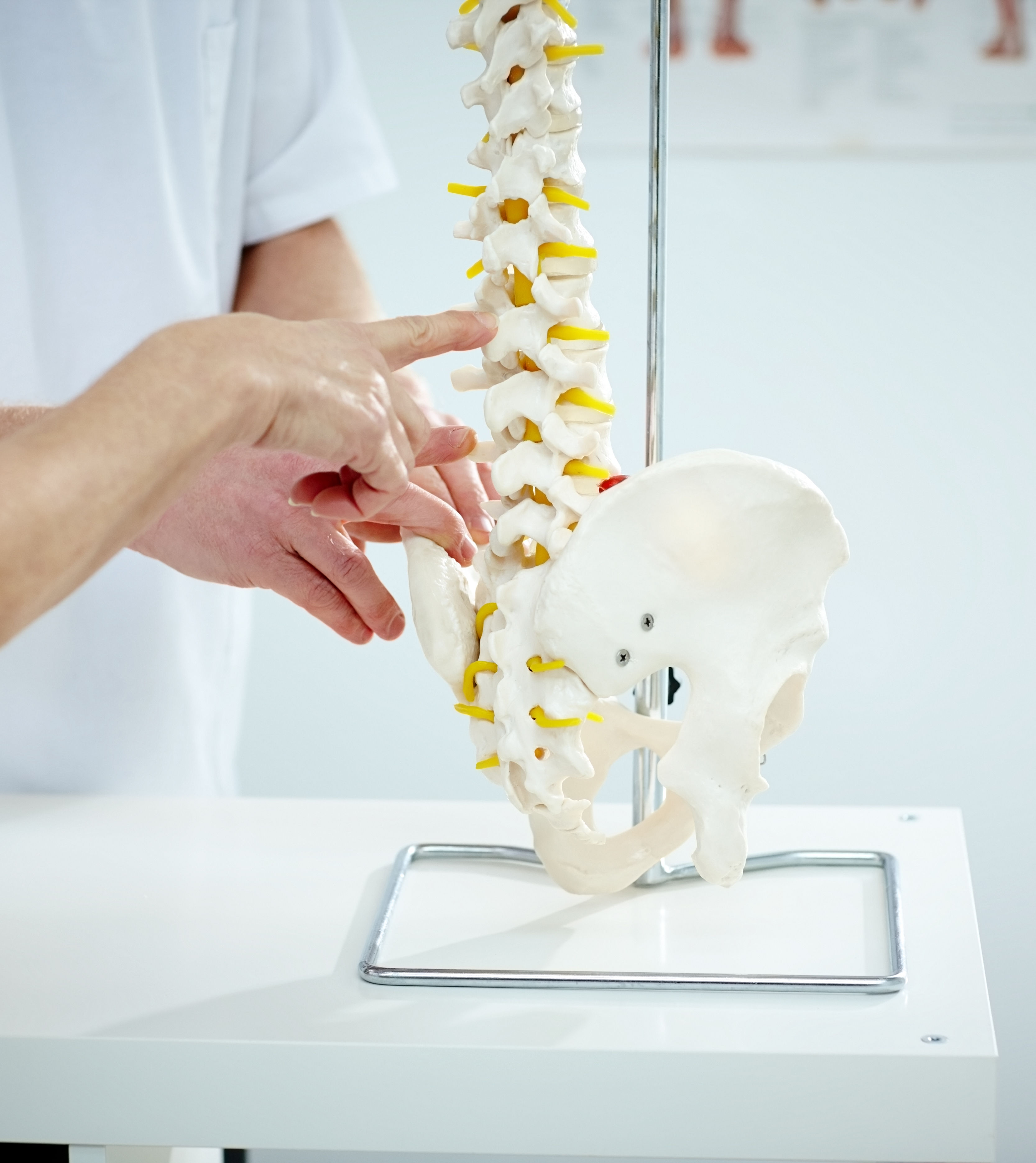 Chiropractor explains patient using plastic model
