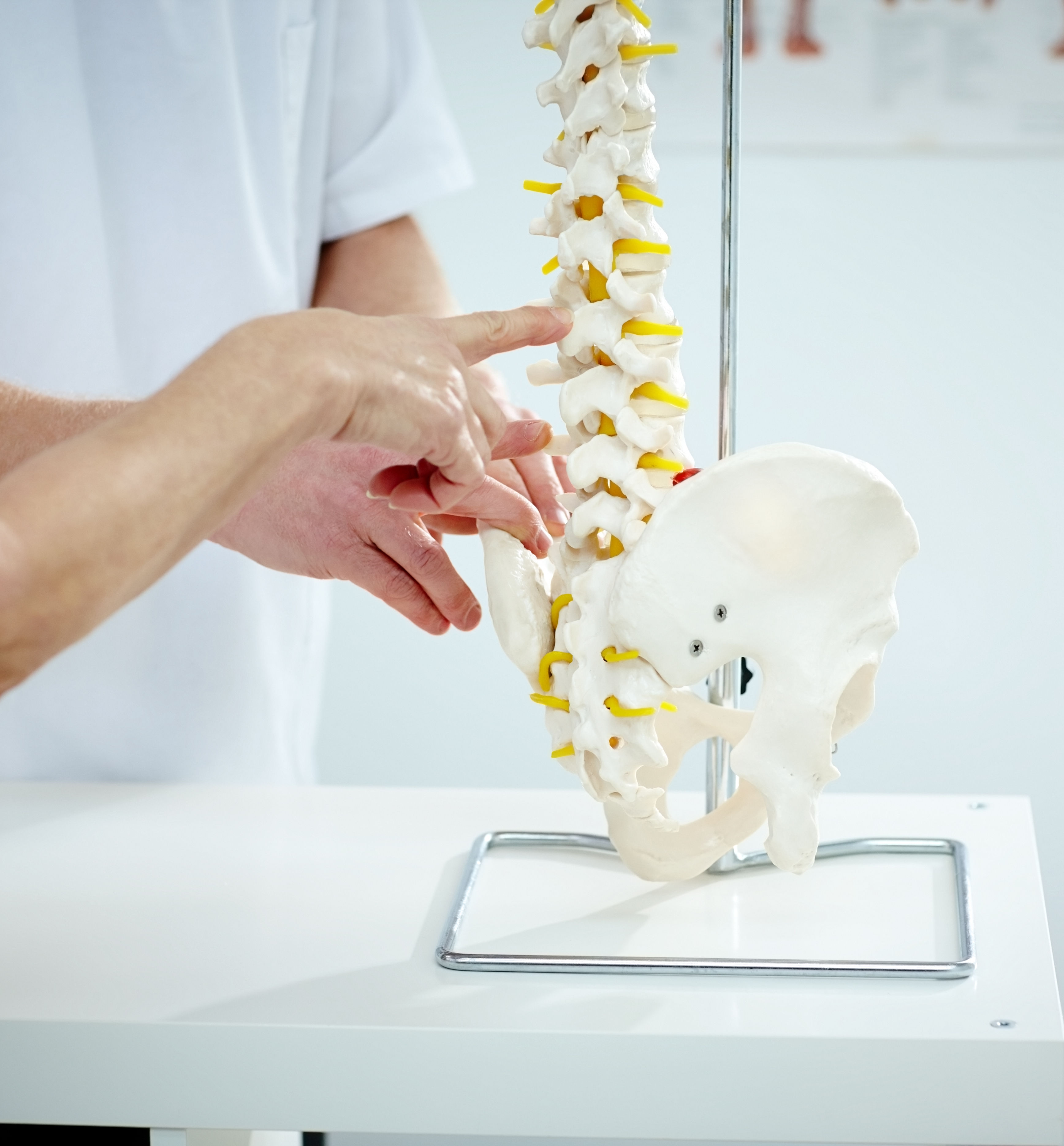 Chiropractor explains patient using plastic model
