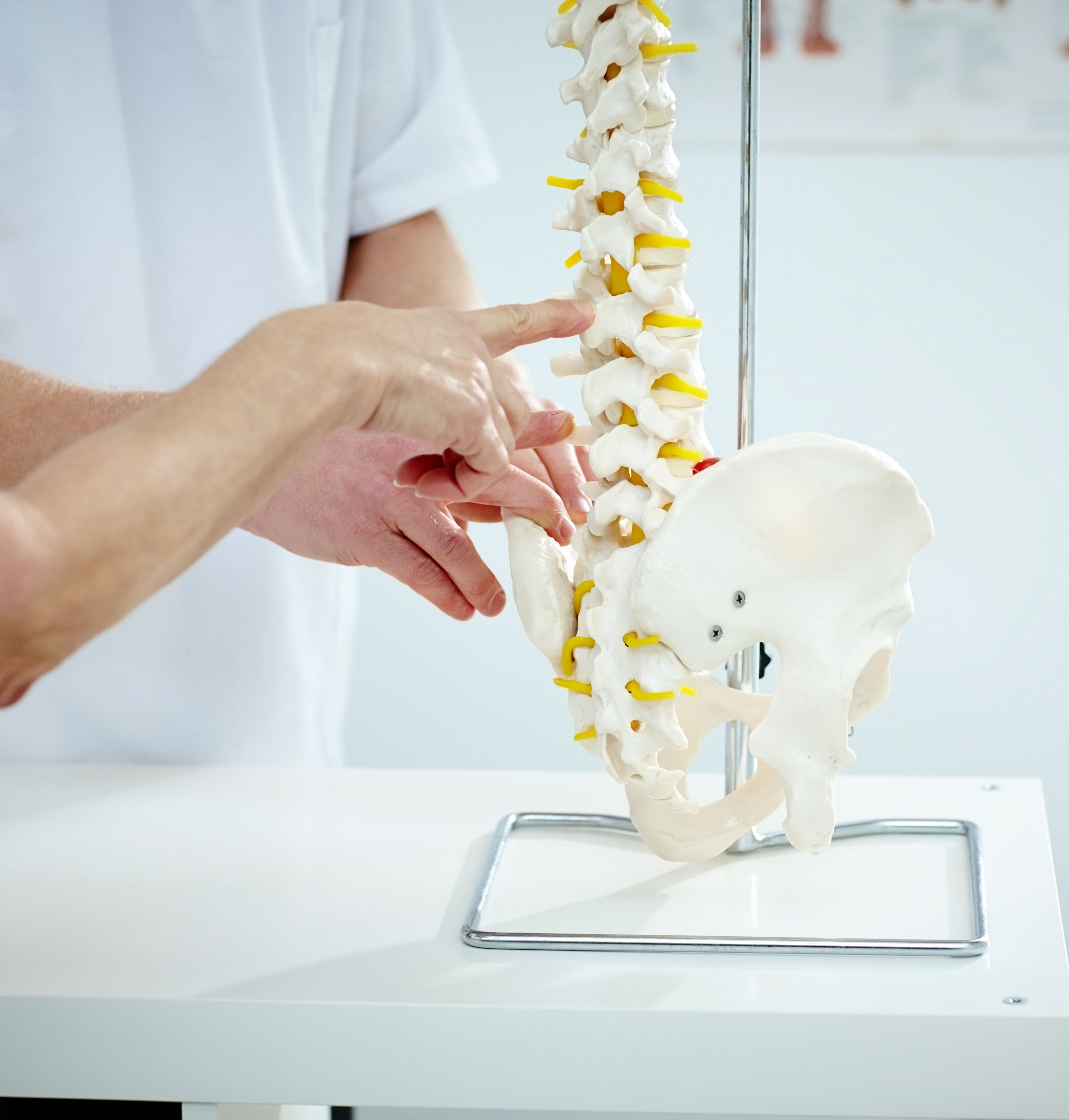 Chiropractor explains patient using plastic model