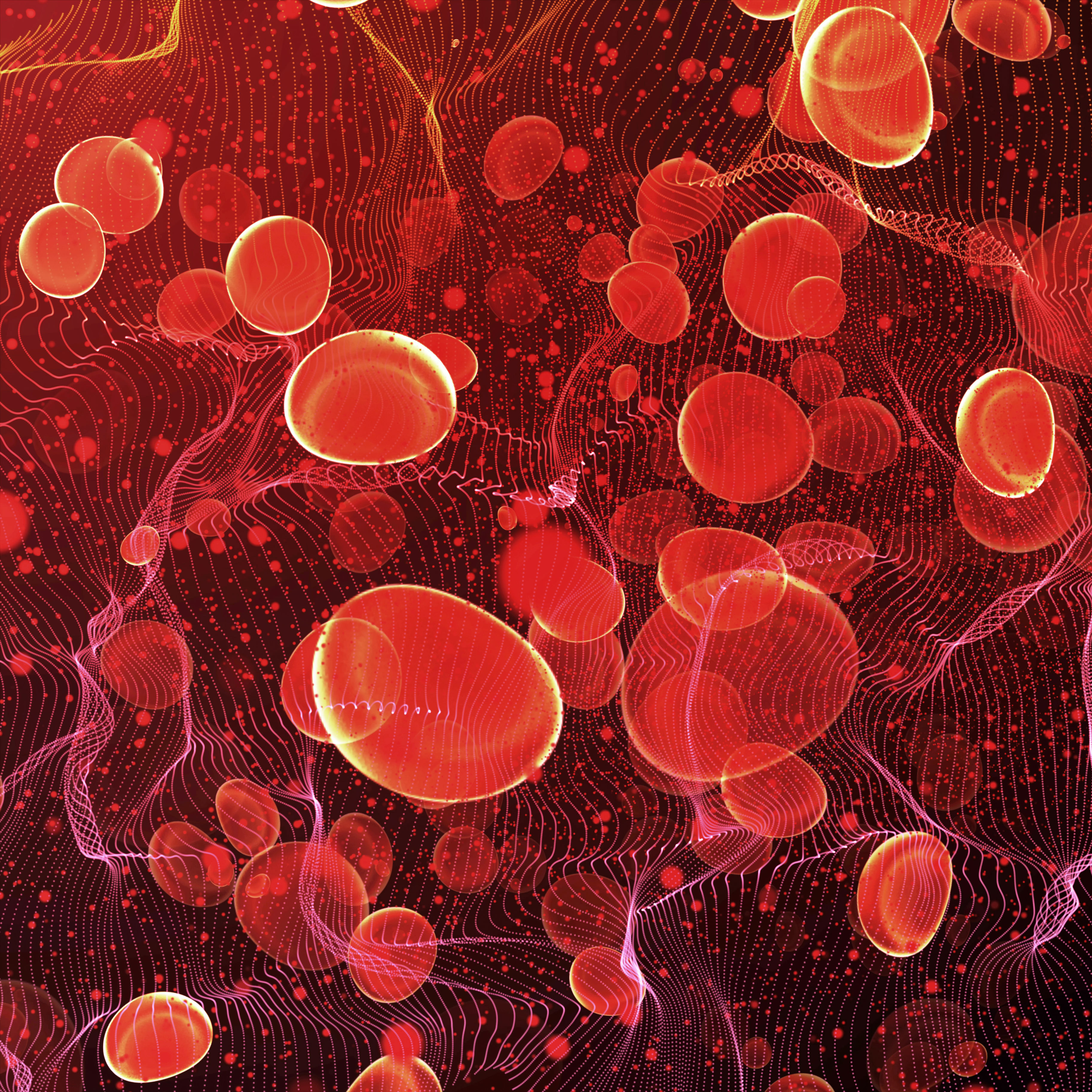 Red blood cells in travel an artery