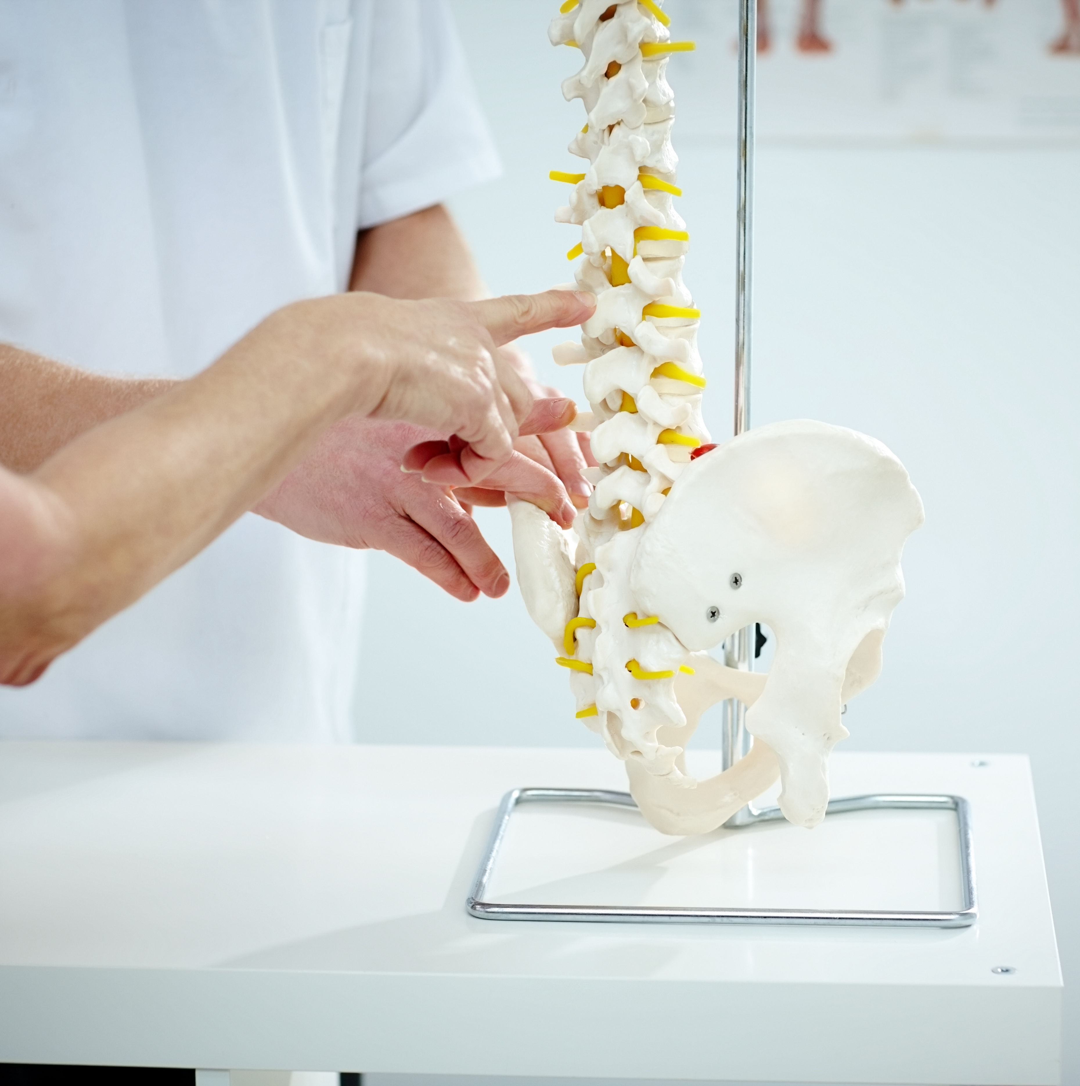 Chiropractor explains patient using plastic model