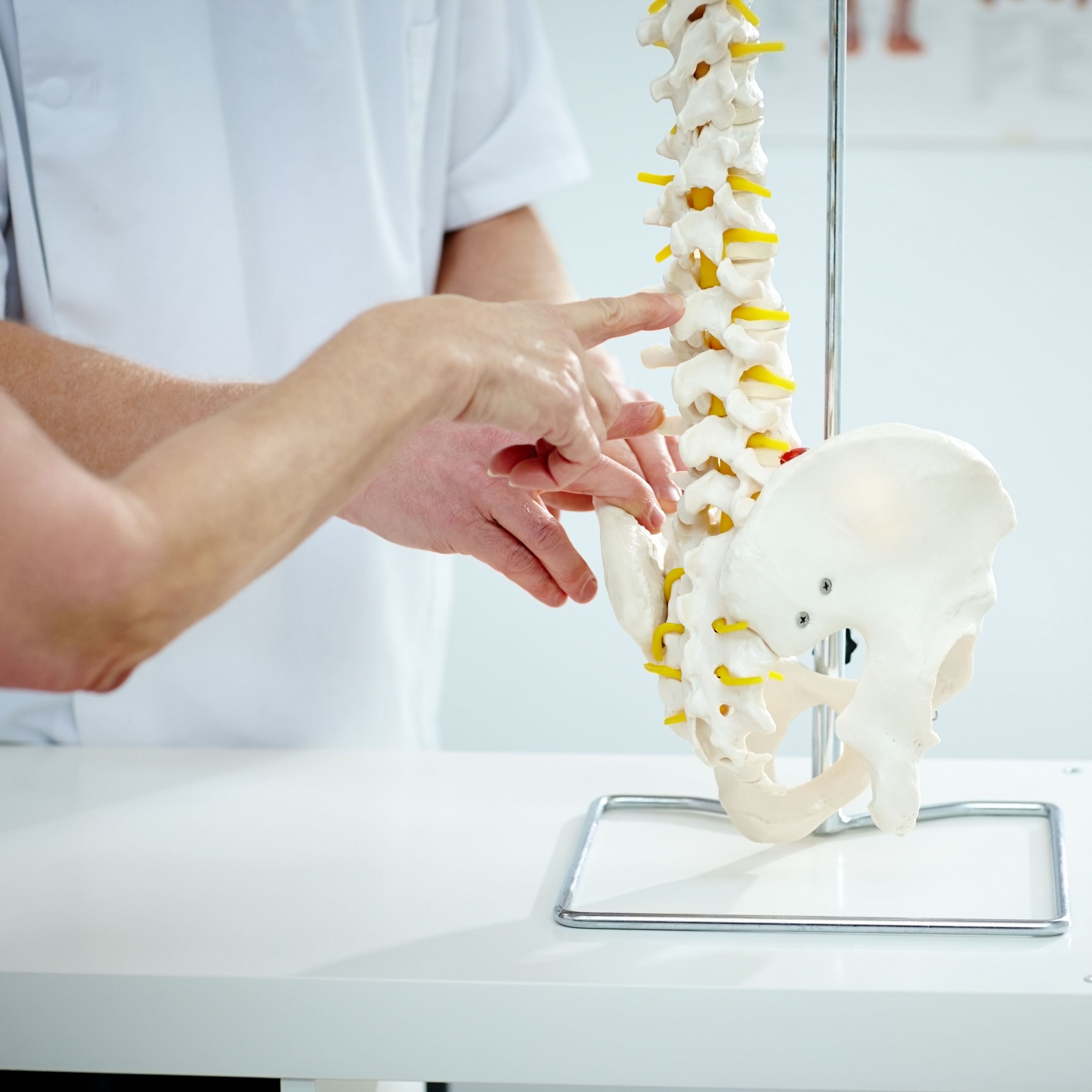 Chiropractor explains patient using plastic model