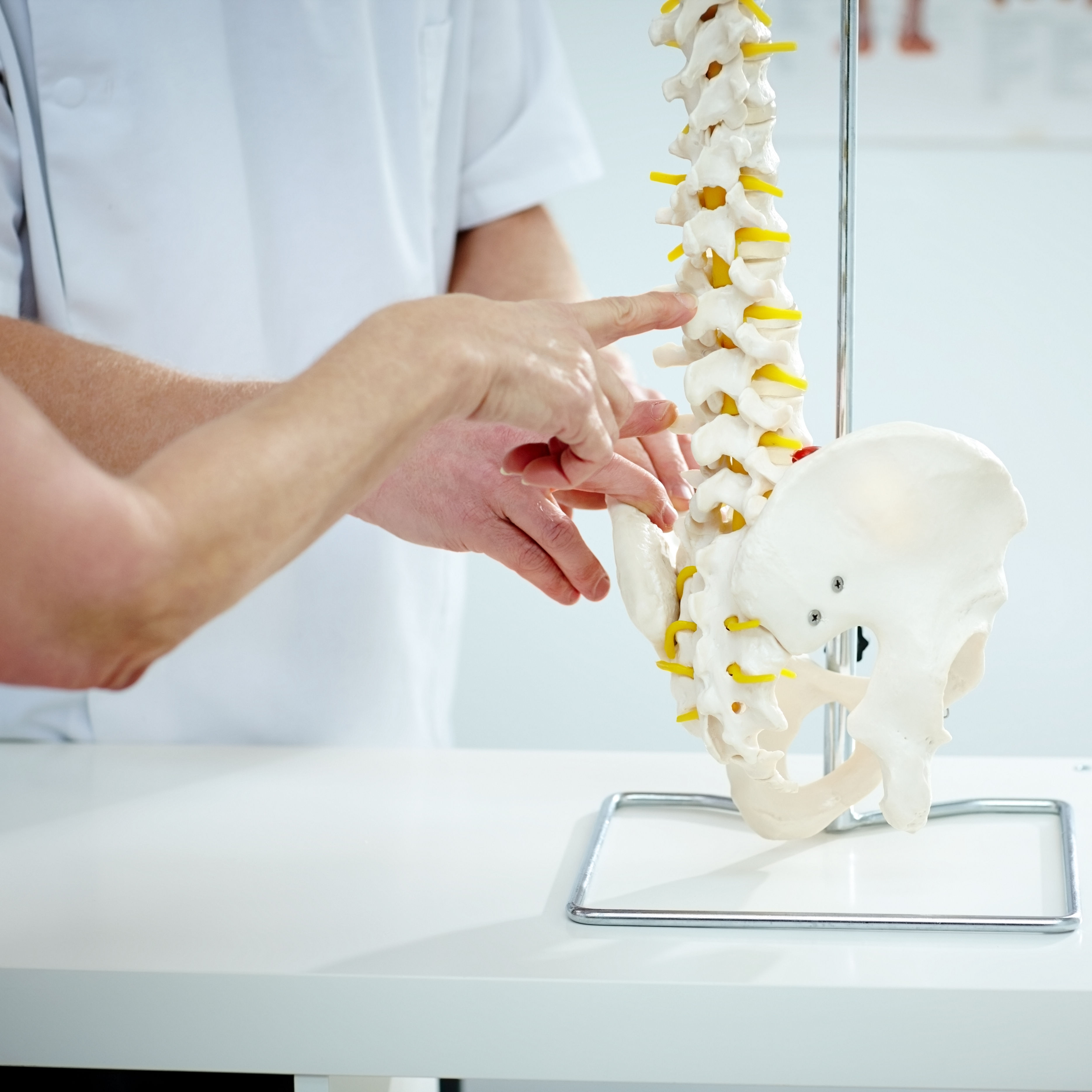 Chiropractor explains patient using plastic model