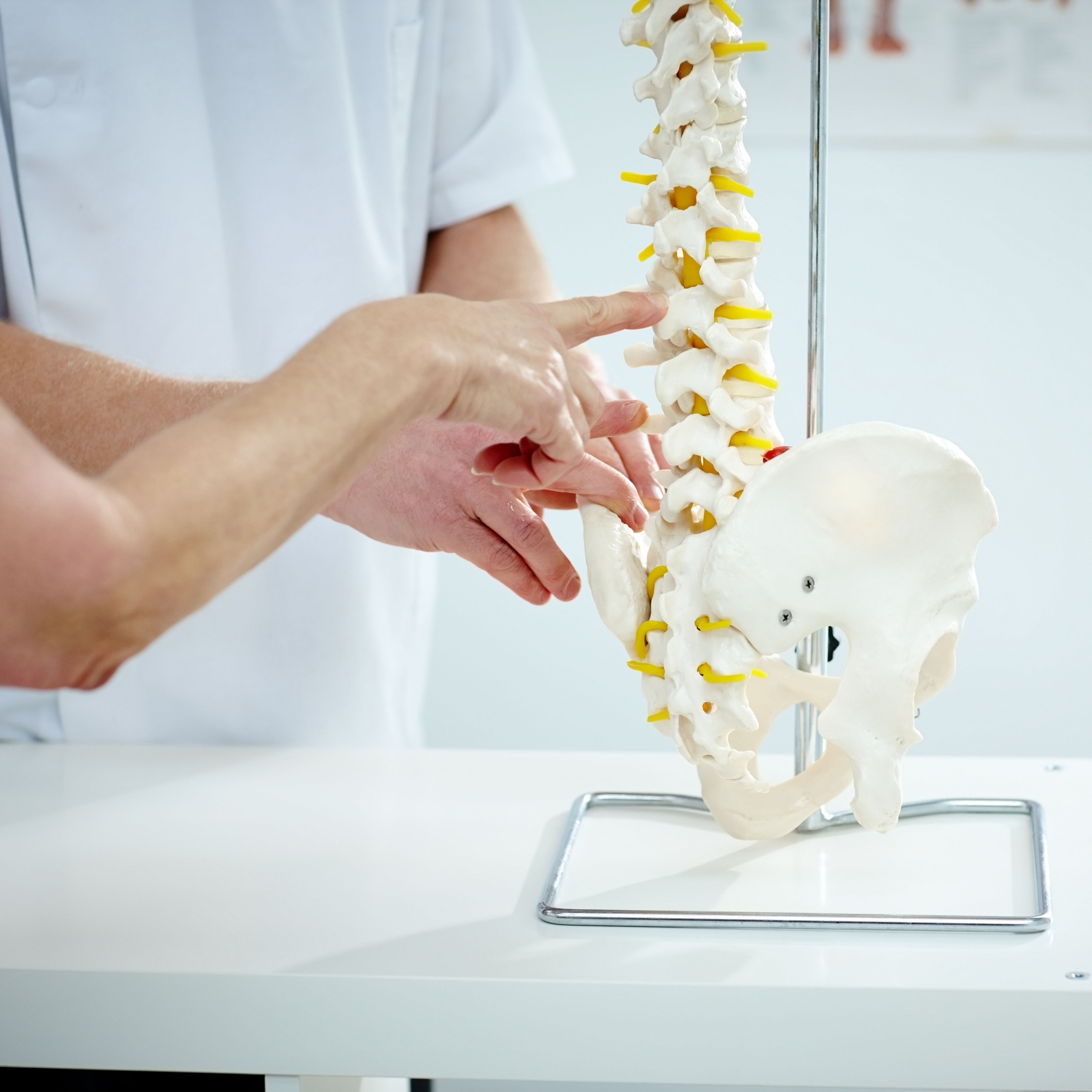 Chiropractor explains patient using plastic model