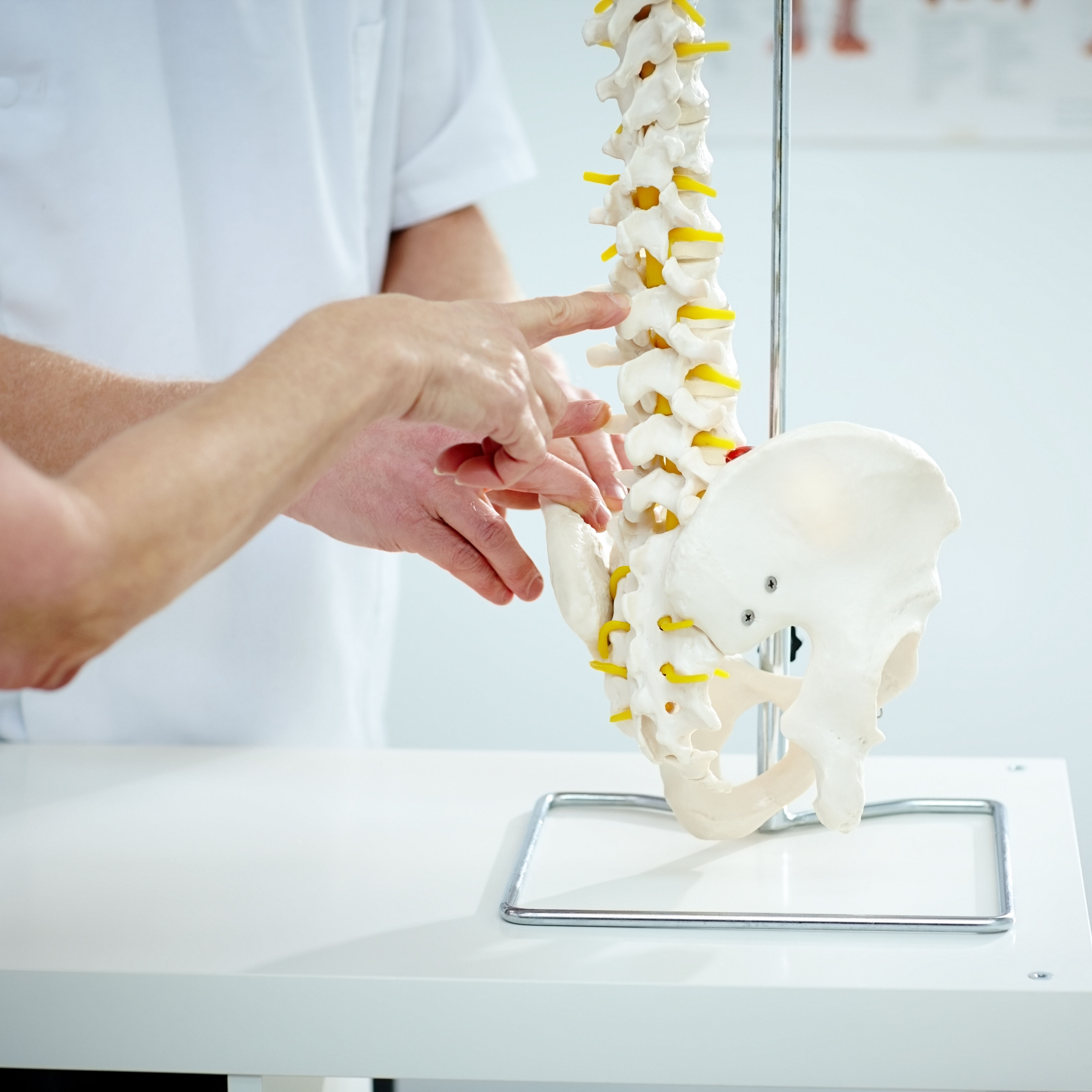 Chiropractor explains patient using plastic model