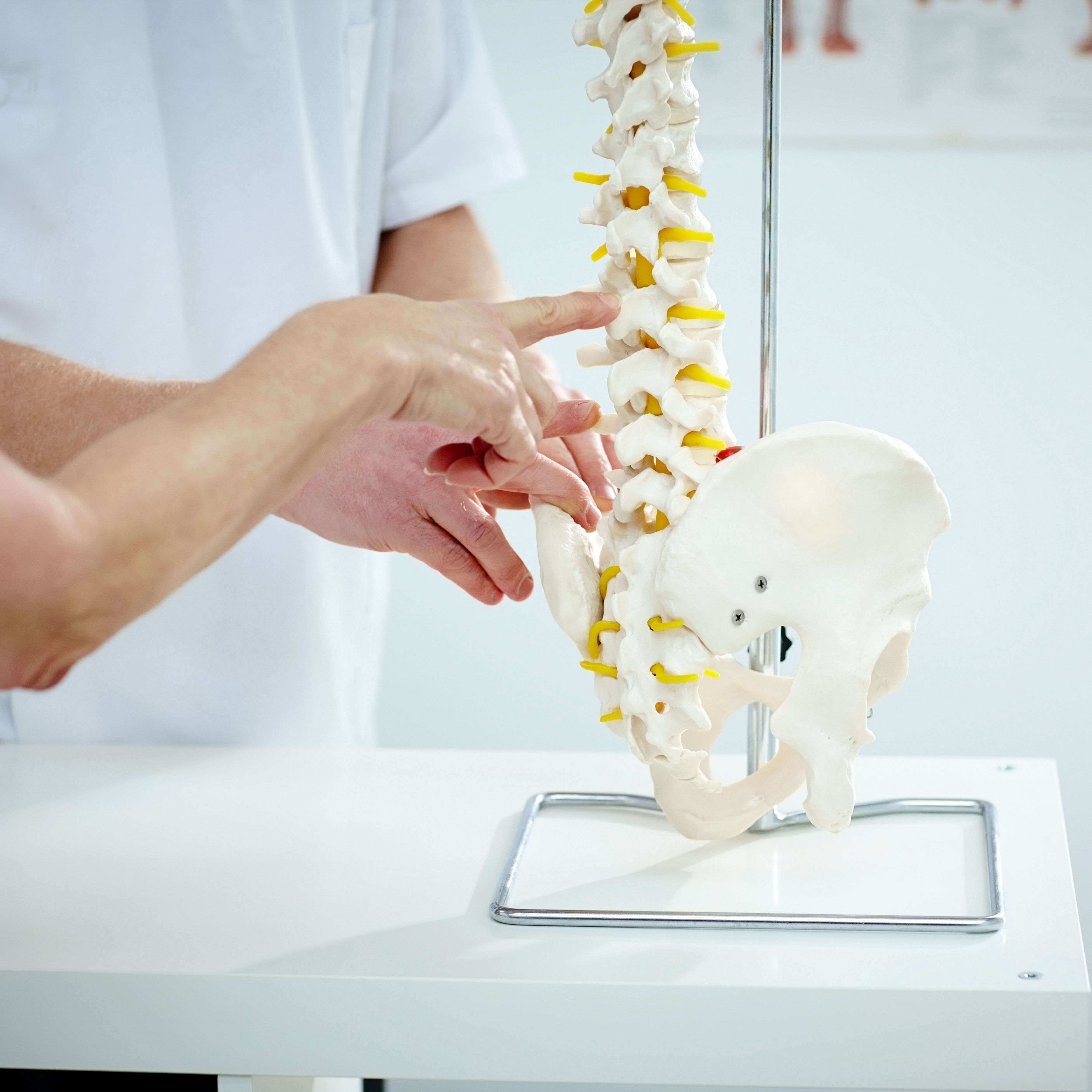 Chiropractor explains patient using plastic model