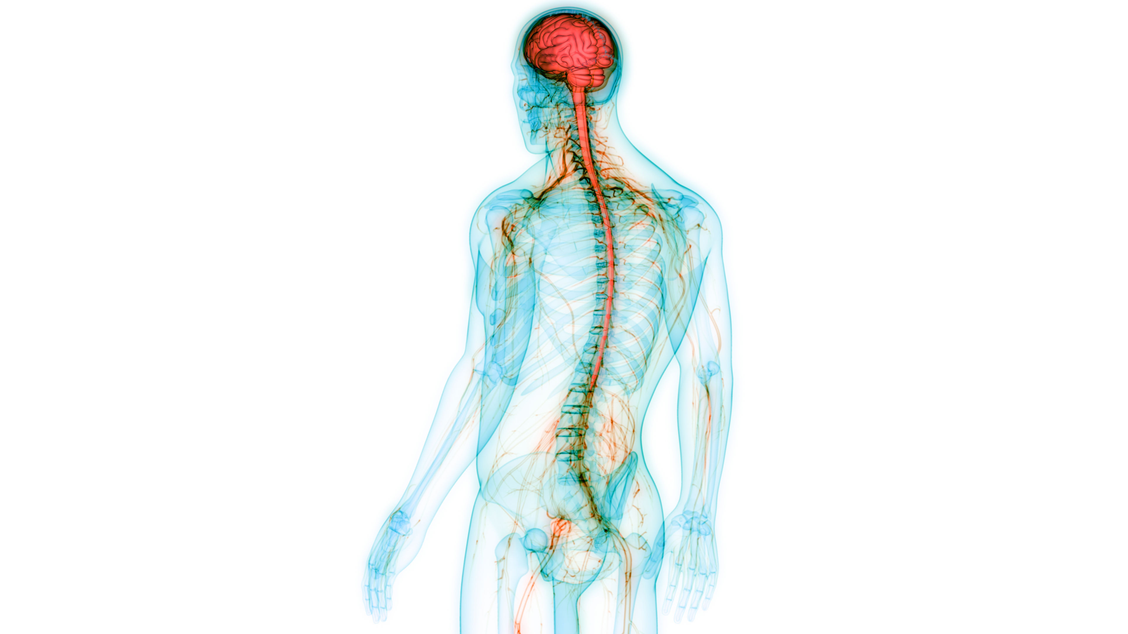 Human Central Nervous System with Brain Anatomy