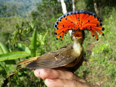 royal flycatcher