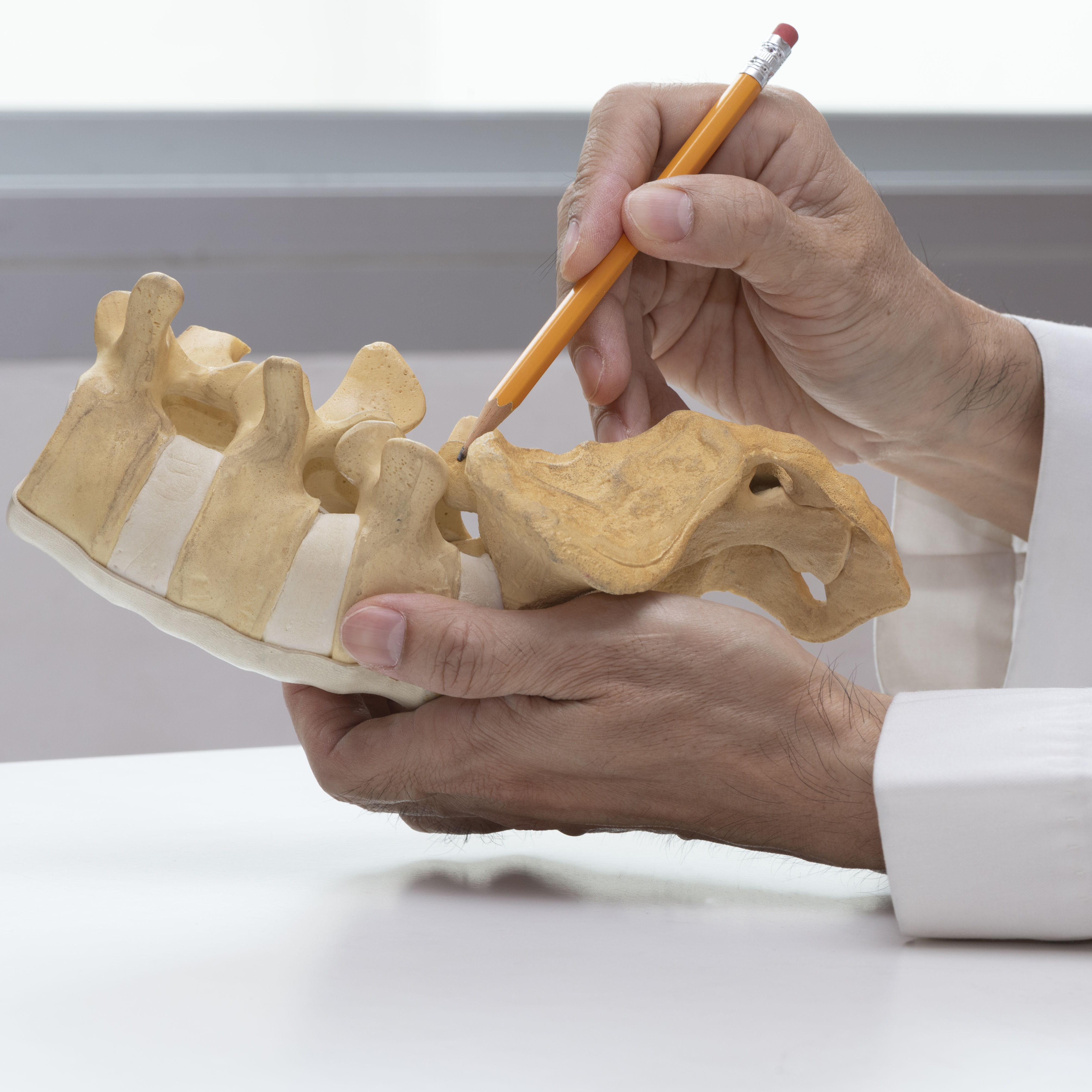 The image shows a person holding a model of a spine, using a pencil to annotate or point out details on it.