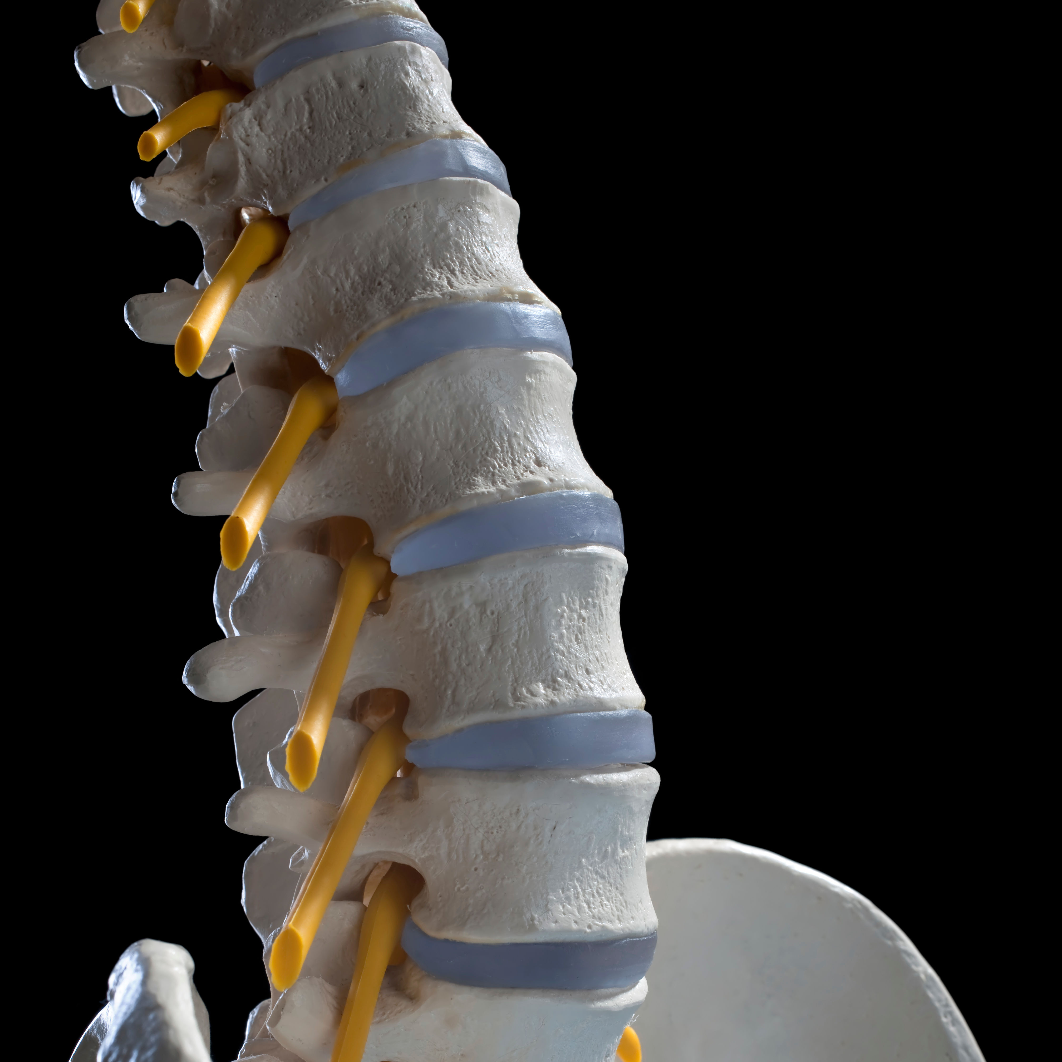 The image shows a detailed model of a human spine, highlighting vertebrae and spinal nerves, with a focus on anatomical structure and alignment.