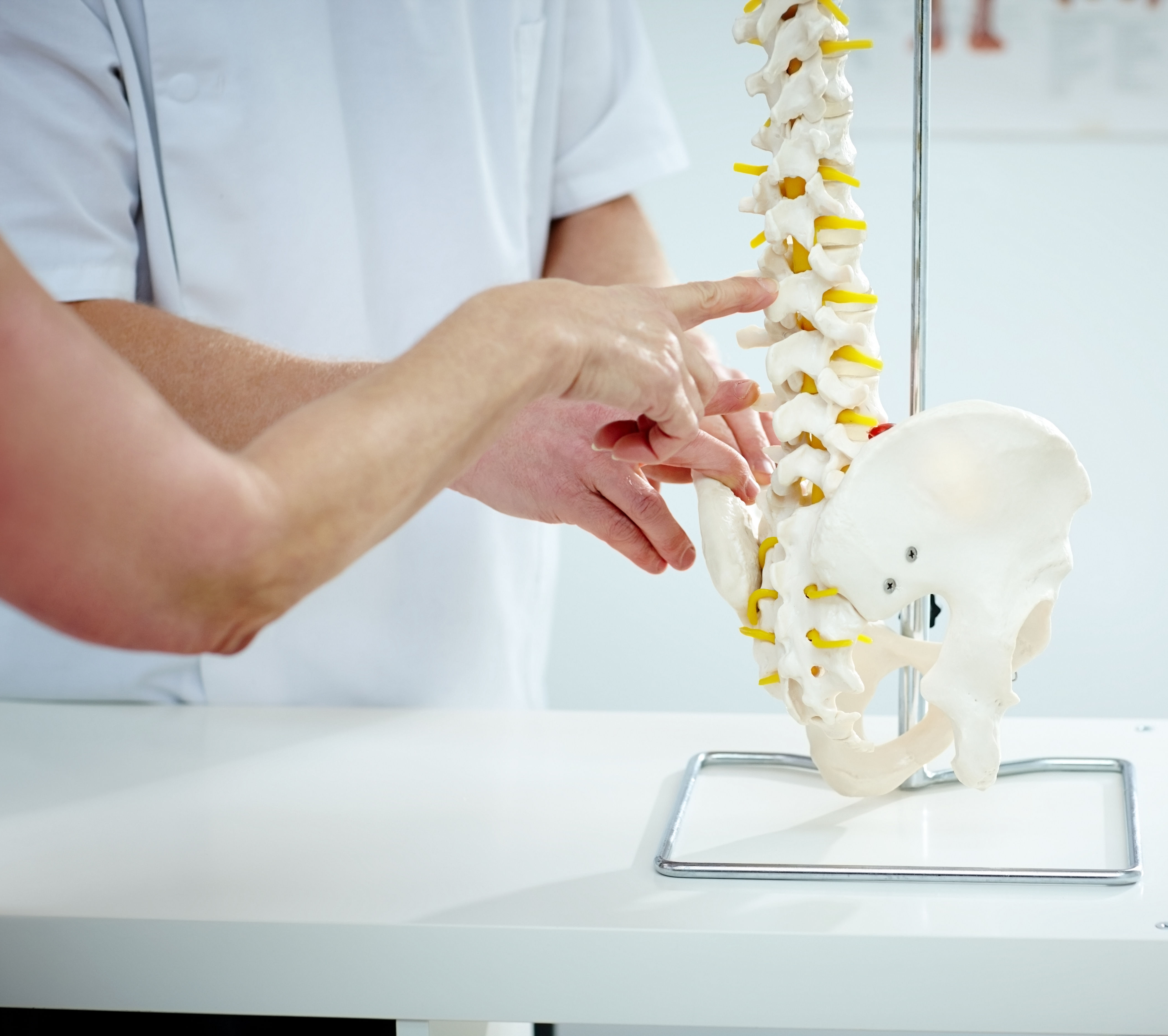 Chiropractor explains patient using plastic model