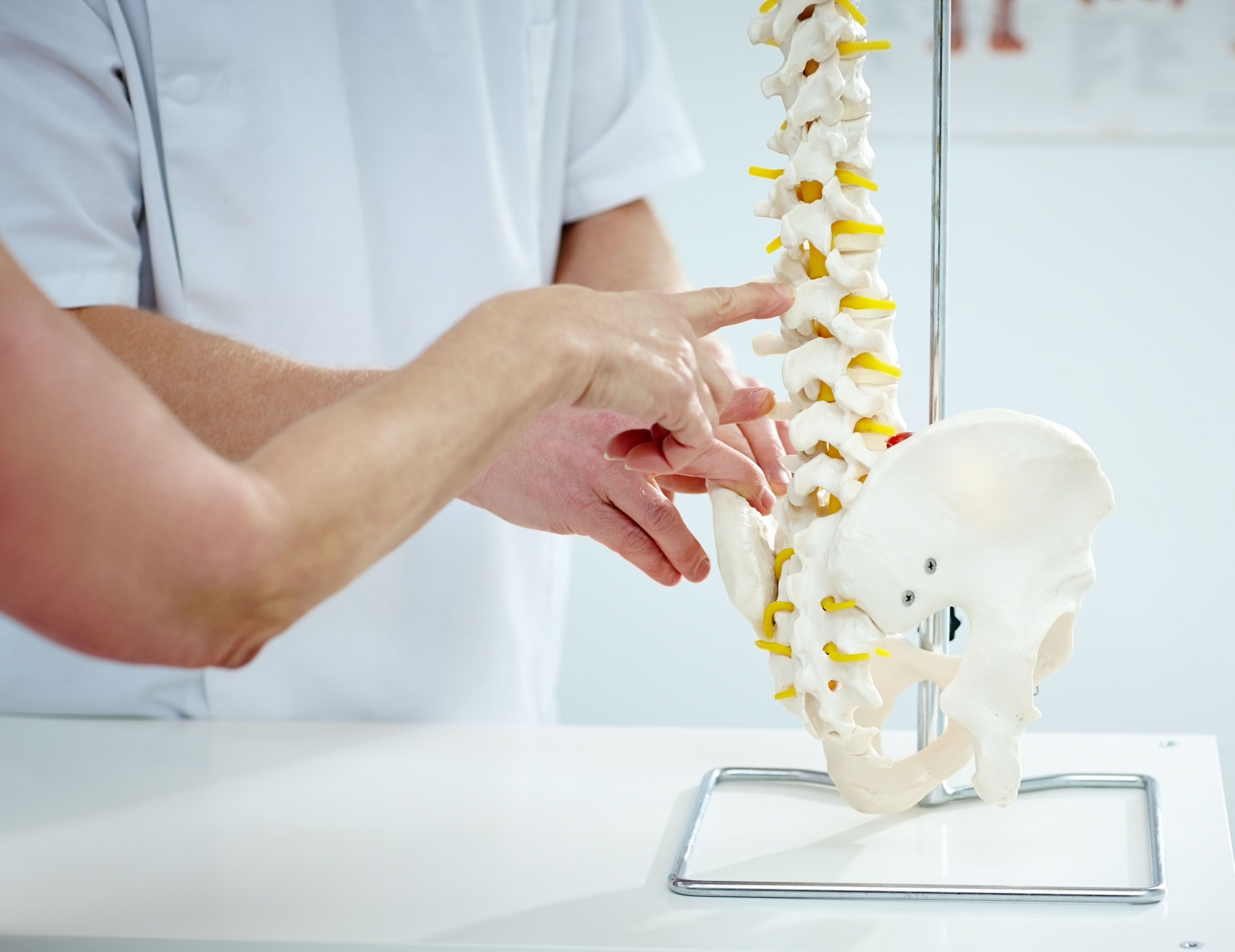 Chiropractor explains patient using plastic model