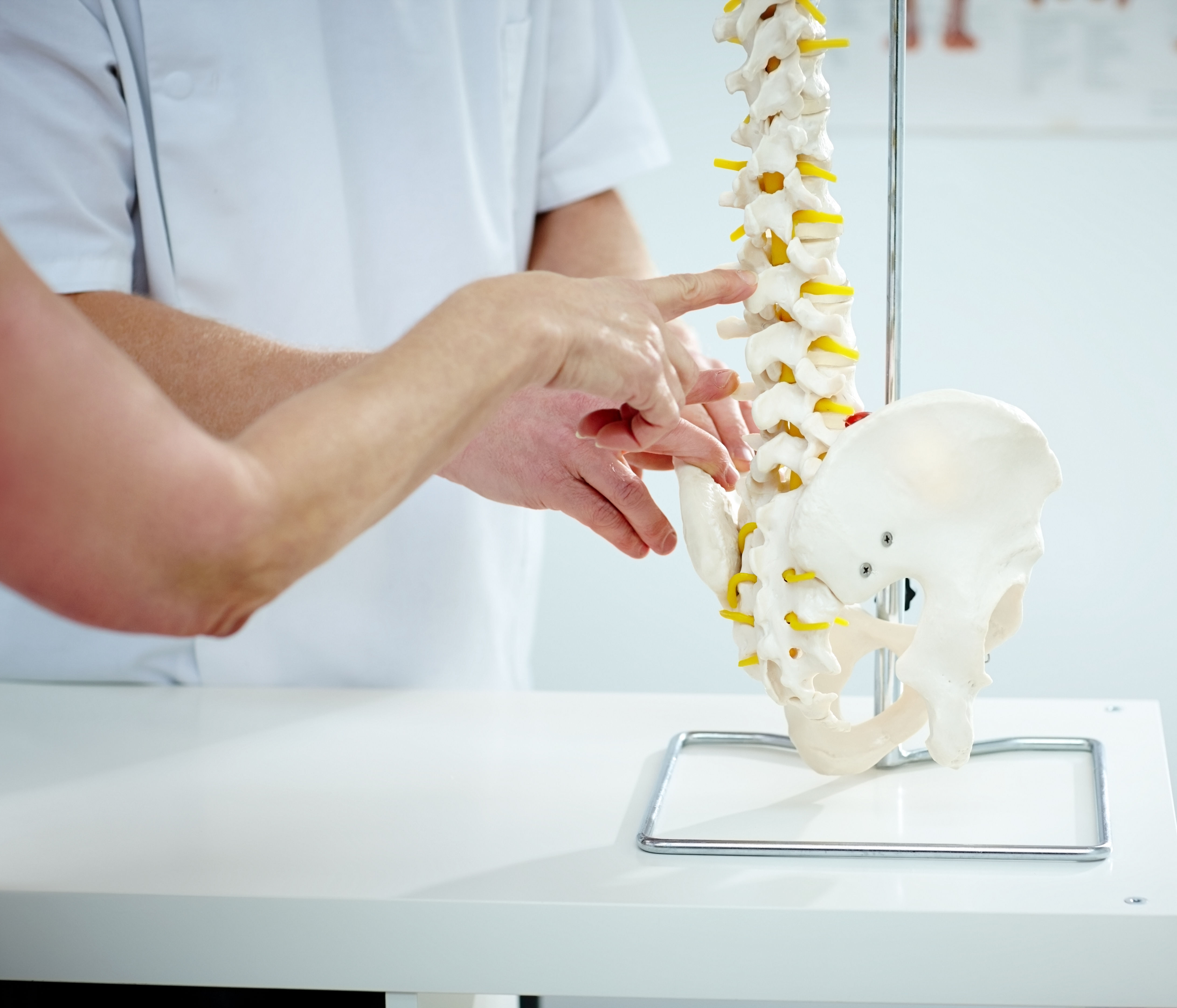 Chiropractor explains patient using plastic model