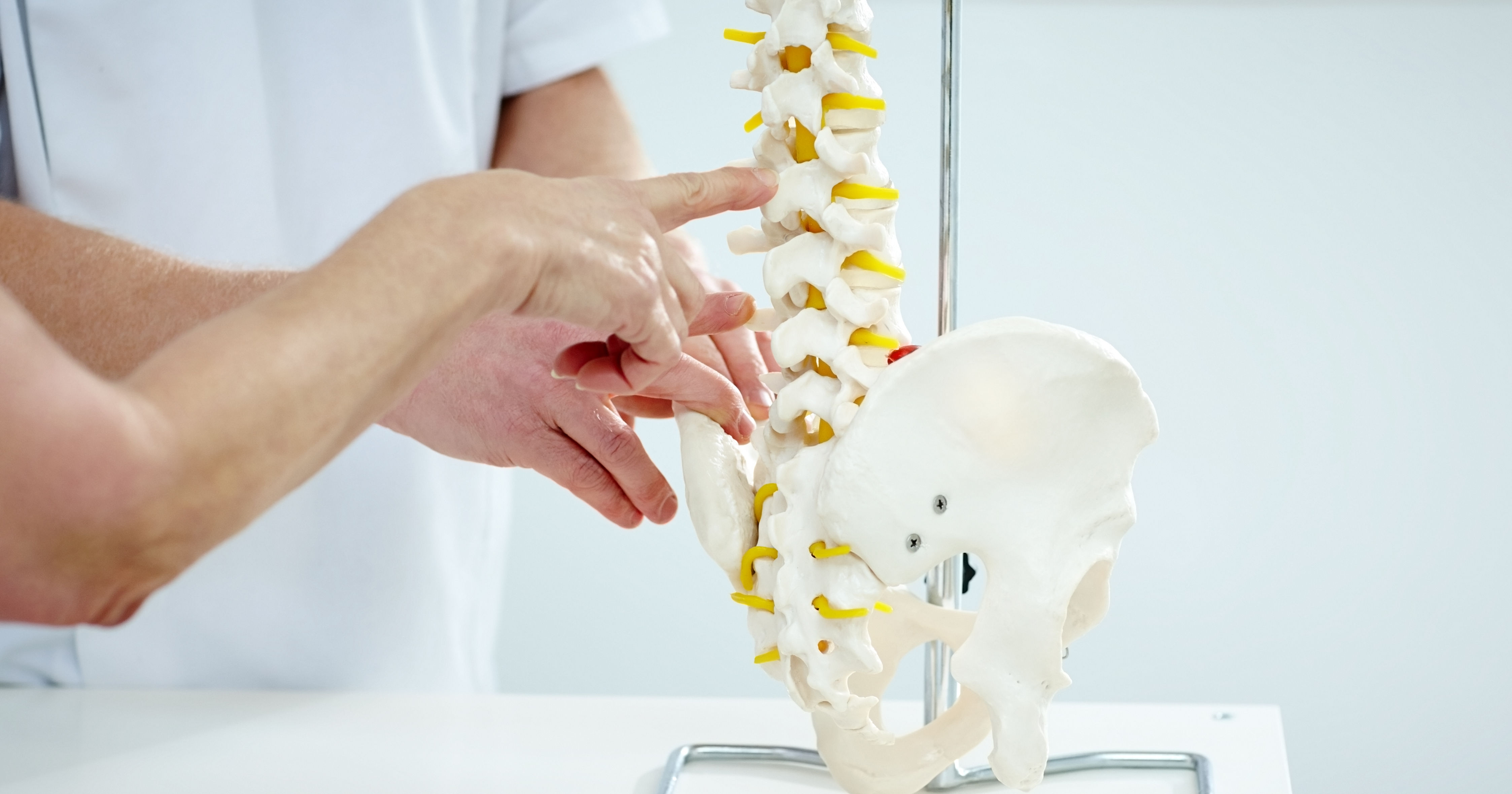 Chiropractor explains patient using plastic model