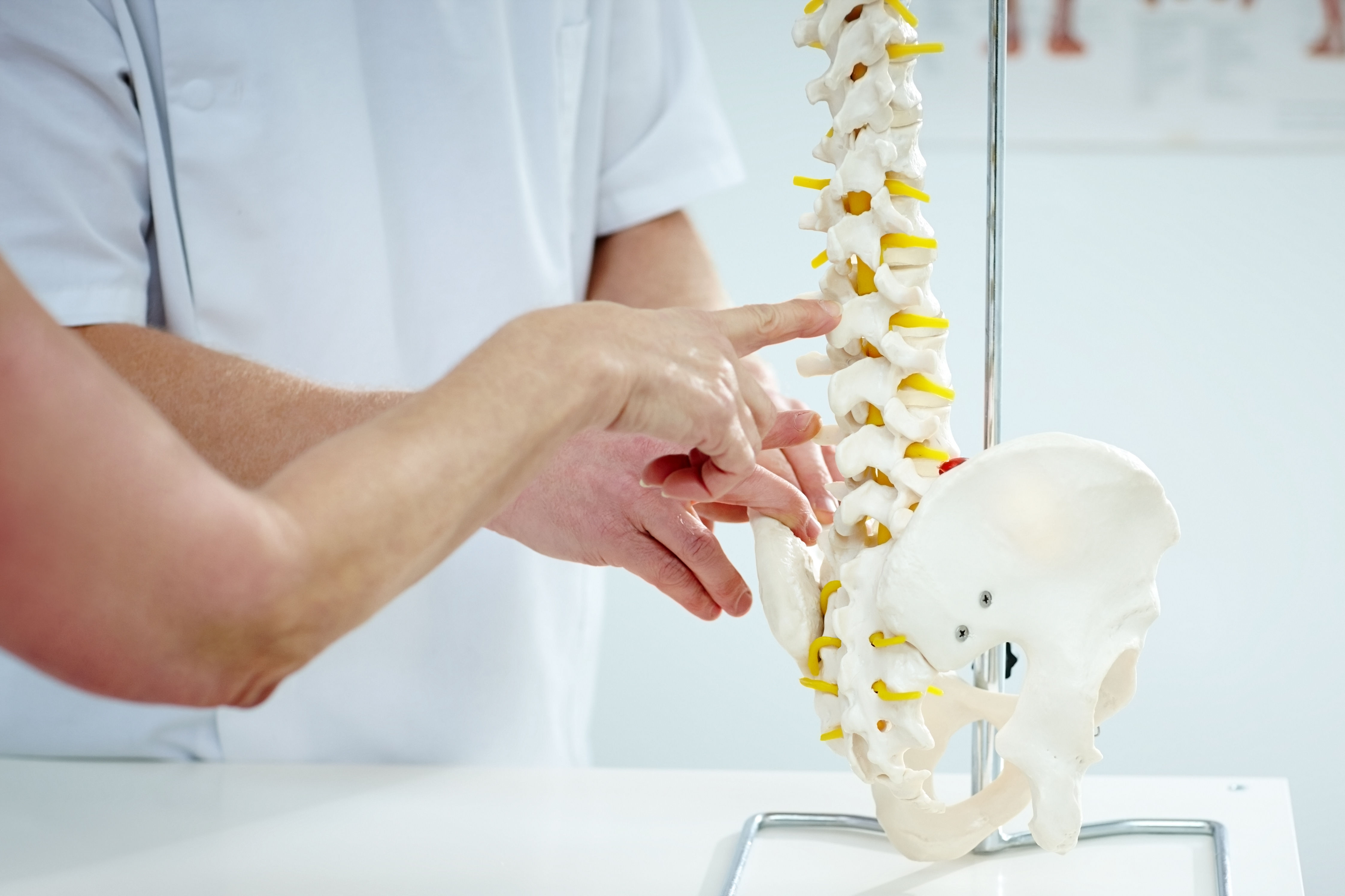 Chiropractor explains patient using plastic model