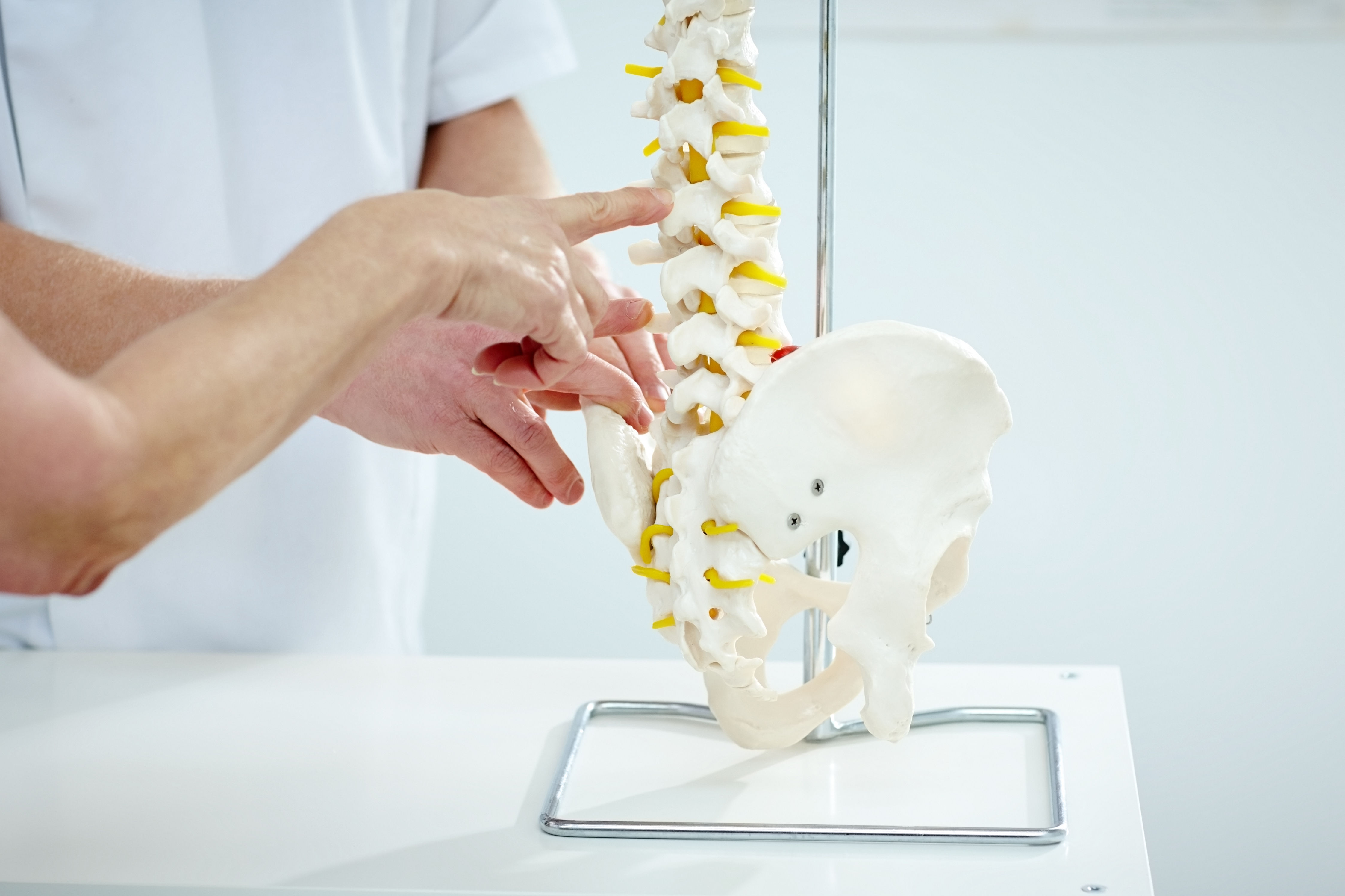 Chiropractor explains patient using plastic model