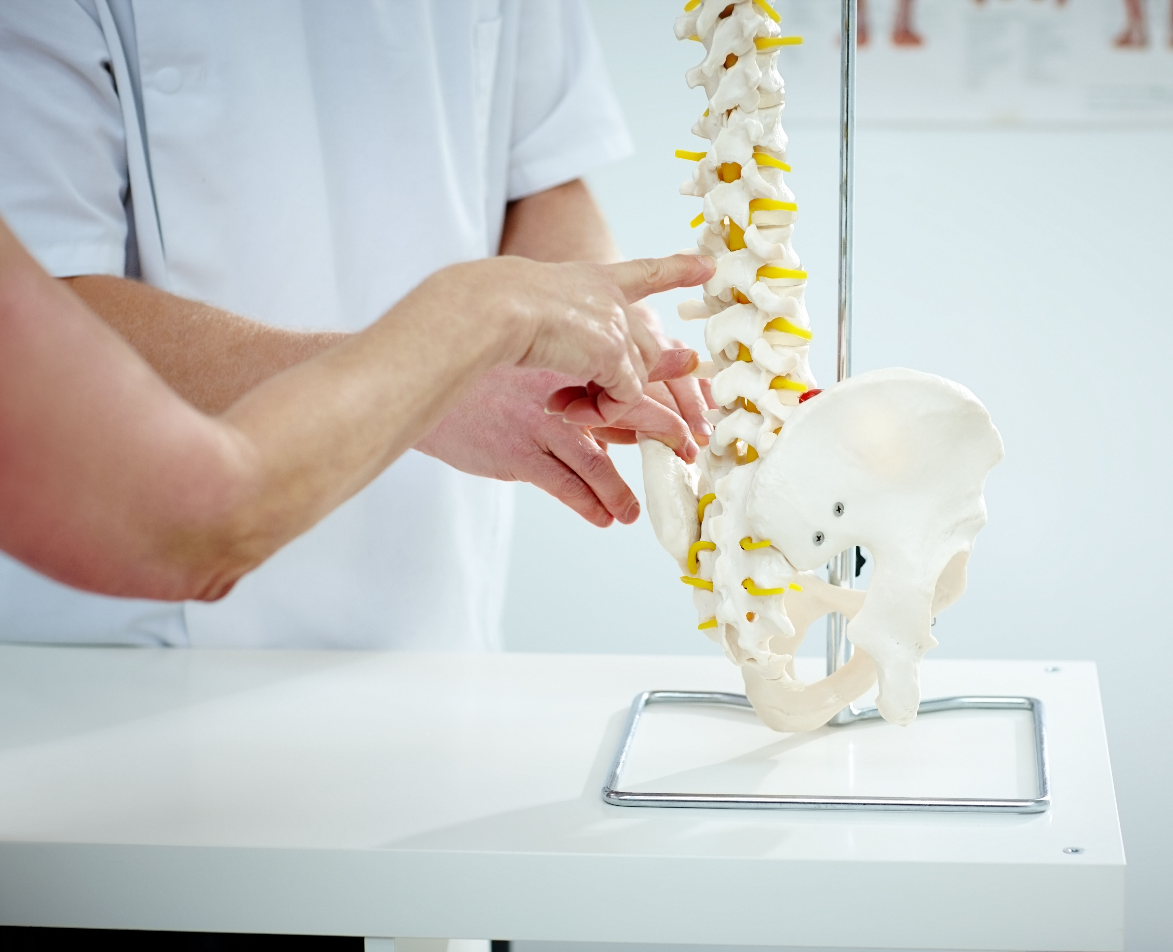 Chiropractor explains patient using plastic model