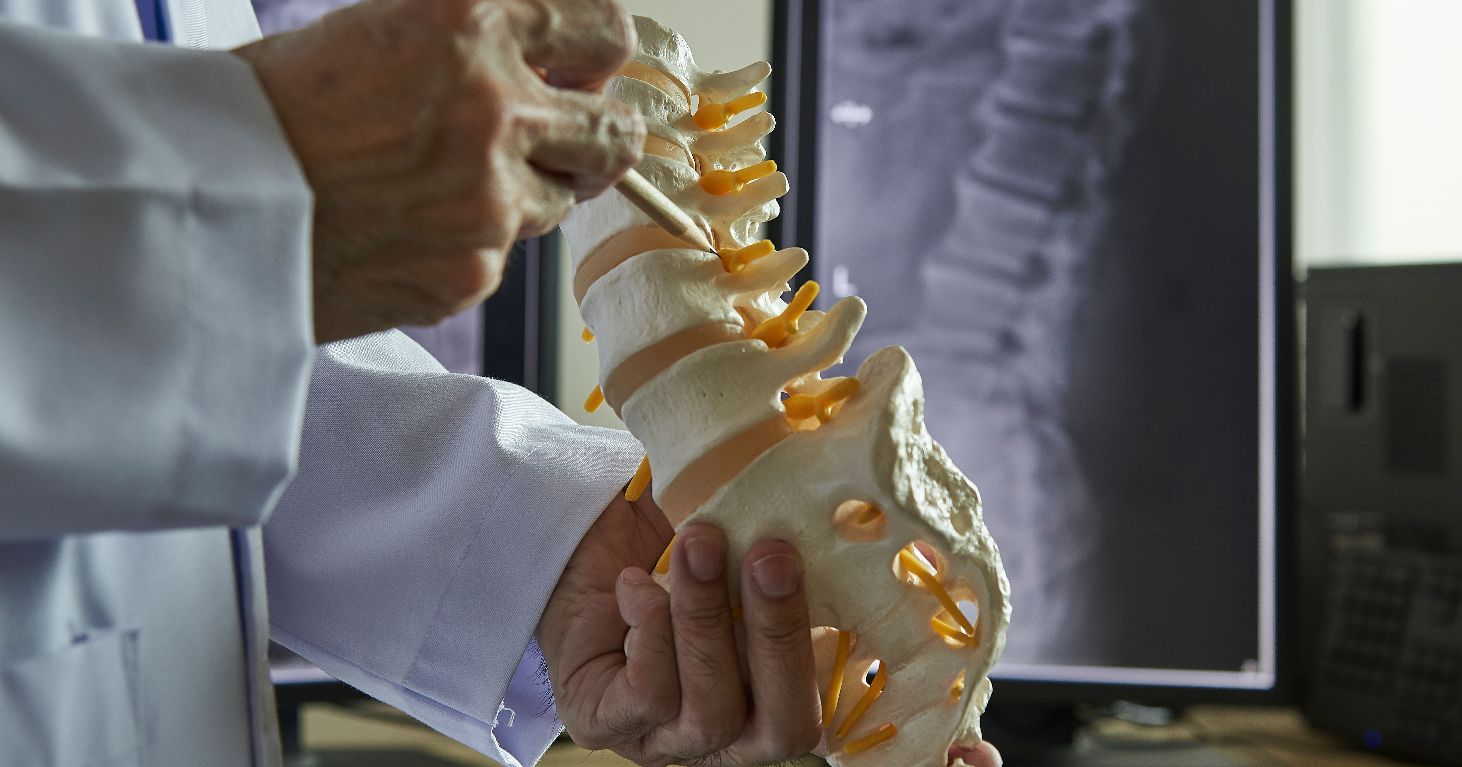 A chiropractor pointing at lumbar vertebra model