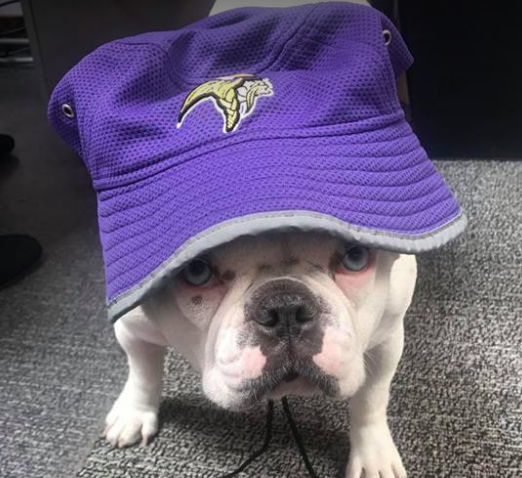 puppy