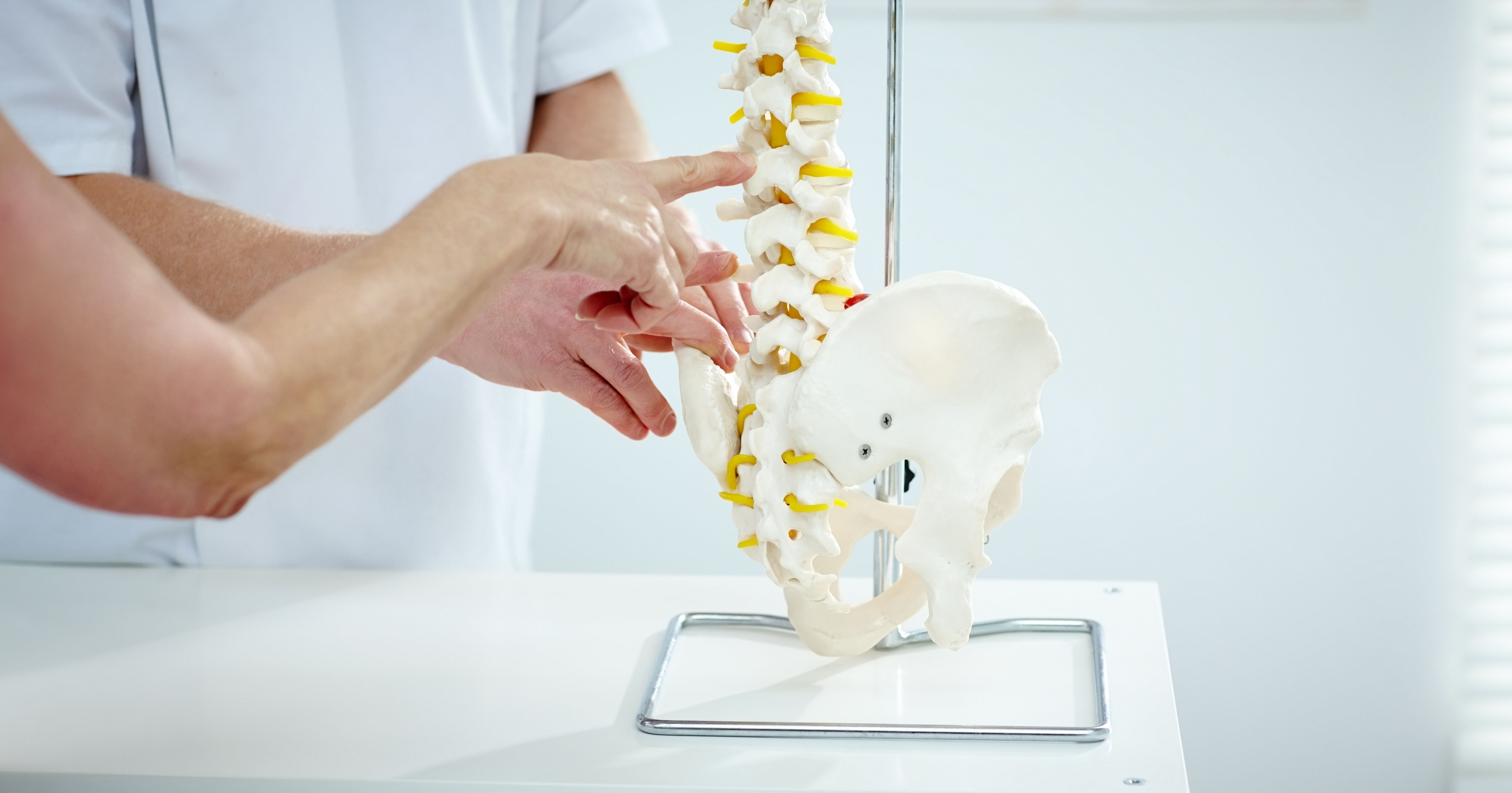 Chiropractor explains patient using plastic model