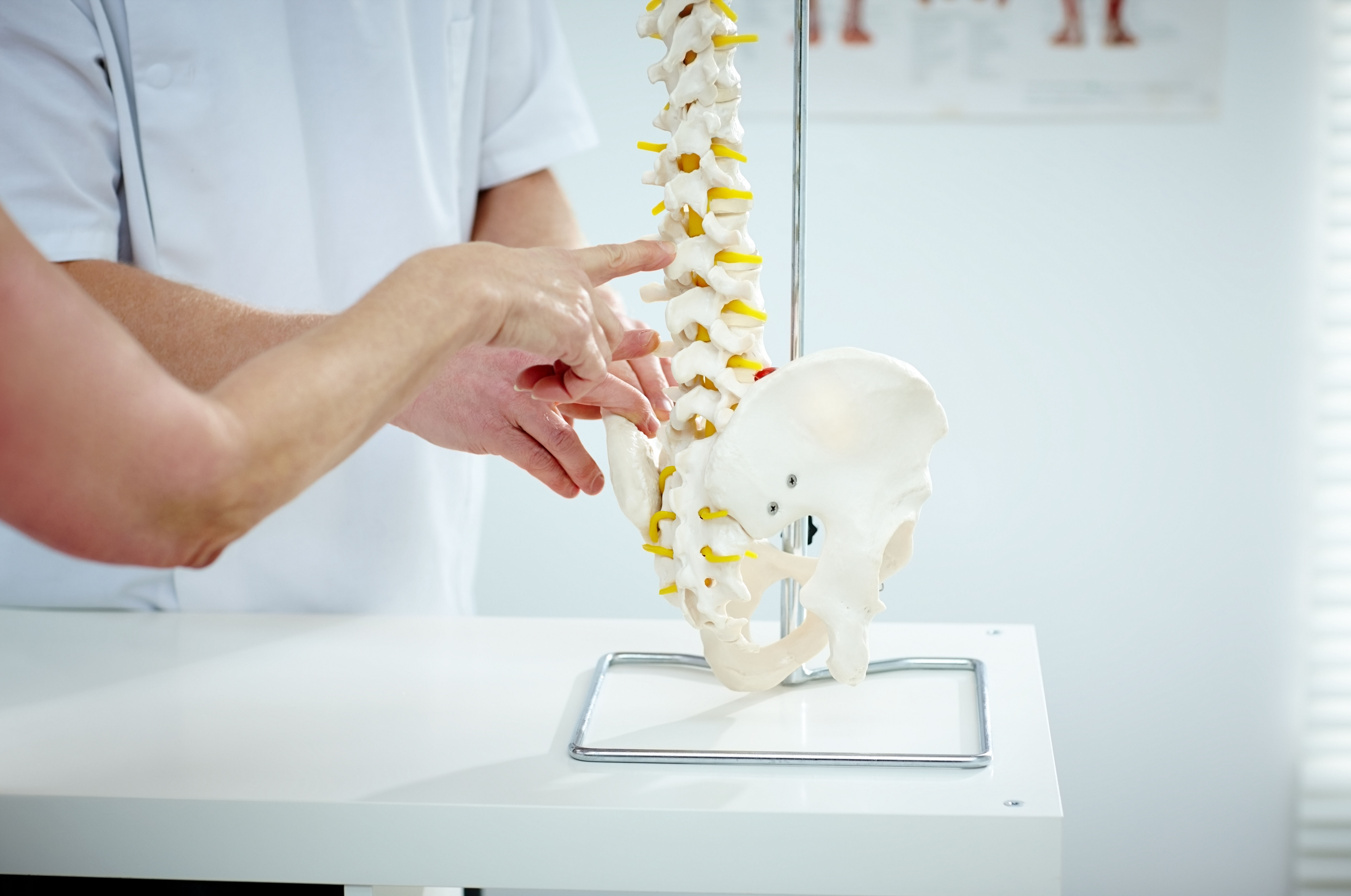 Chiropractor explains patient using plastic model