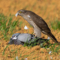 Ukrainian birds of Prey