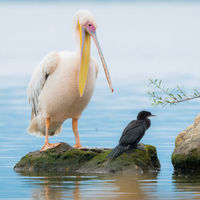 Ukrainian waterfowl birds