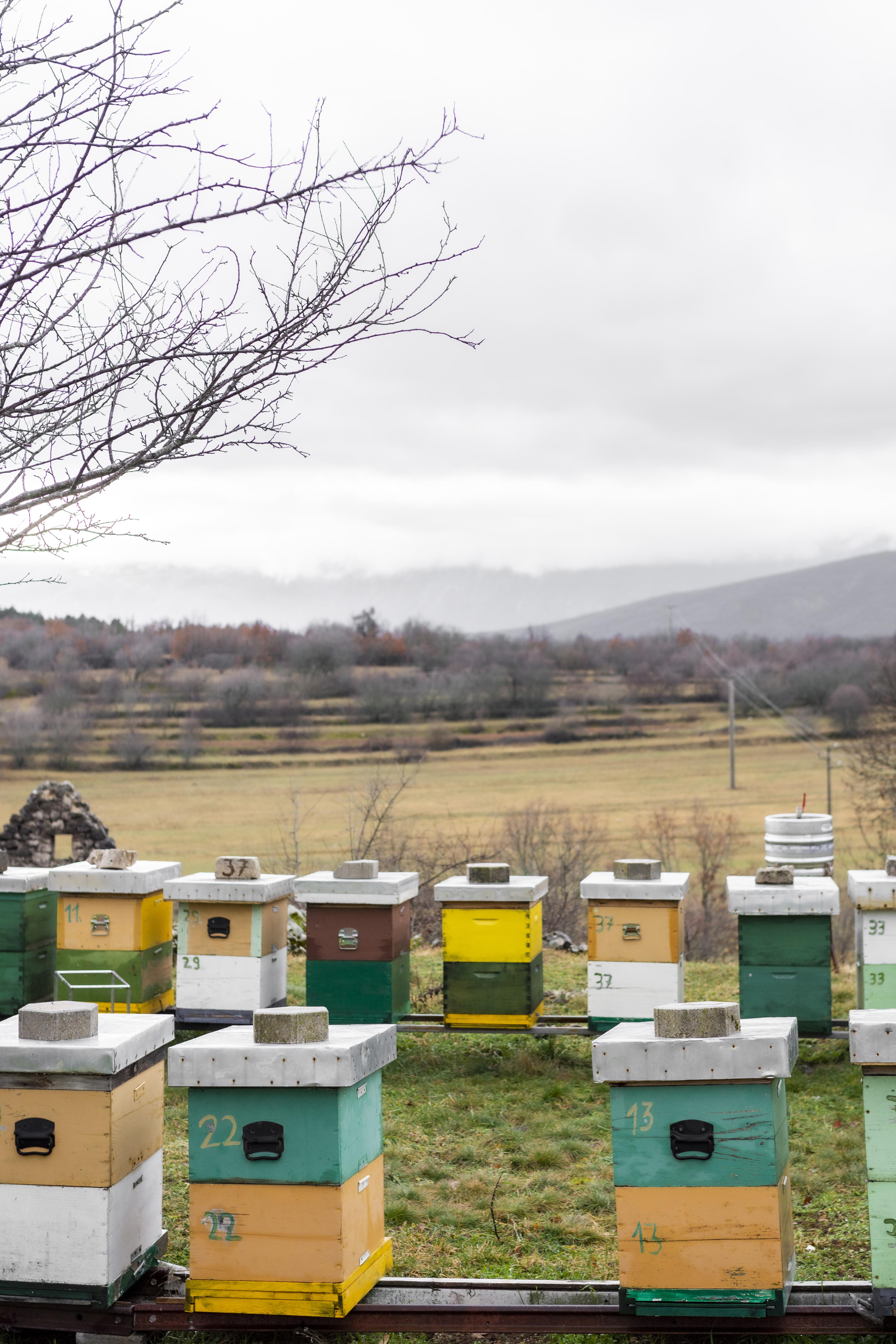 Bee hives placed outdoors with space for safe apiary access.