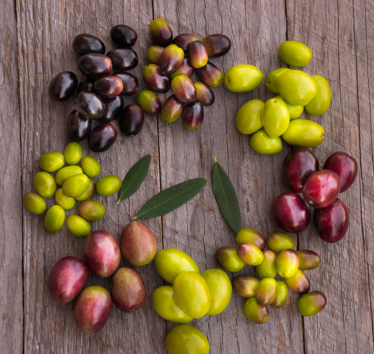 12 types of olives and their characteristics