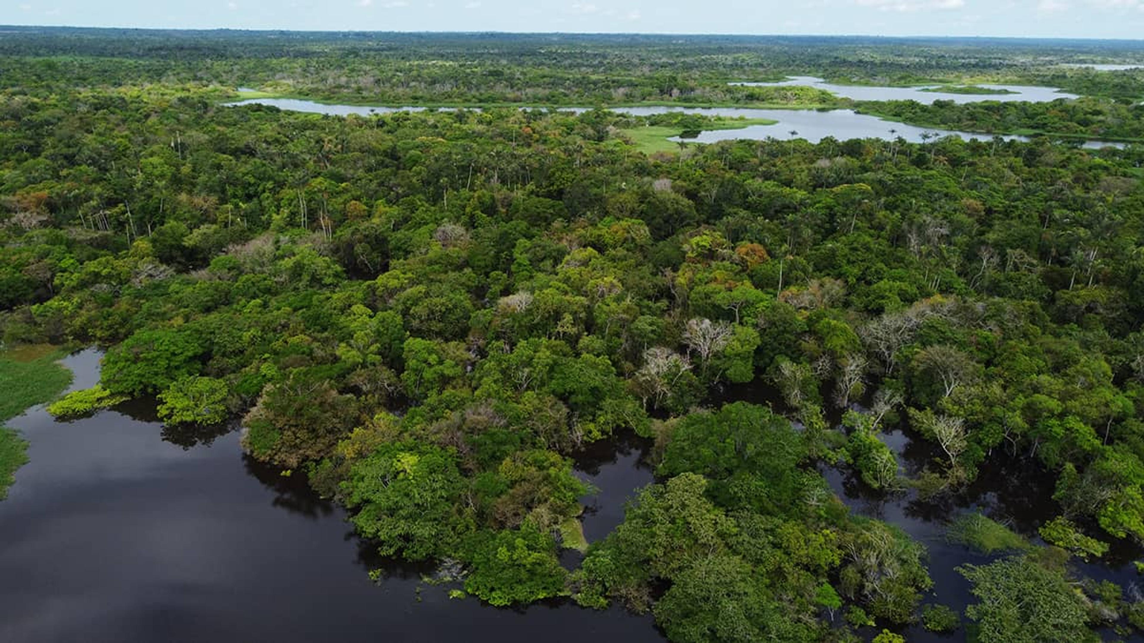 Marco Histórico em 2023: Fundo Amazônia alcança captação de R$ 726 milhões, o maior valor desde 2009