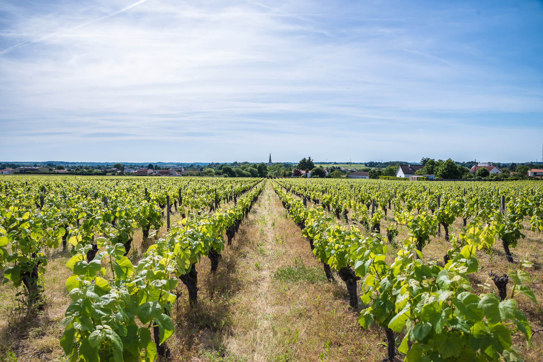 La Haye Fouassière - Muscadet