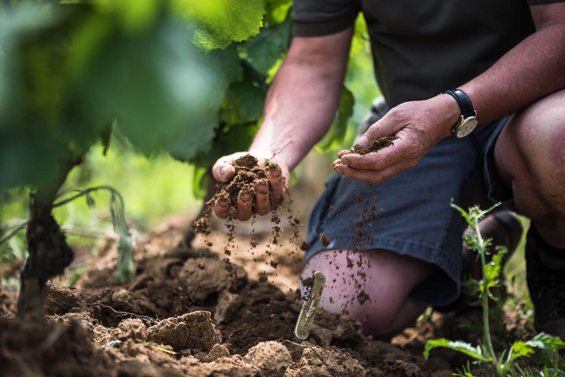 Mise à jour du guide du parcours du vigneron - Muscadet