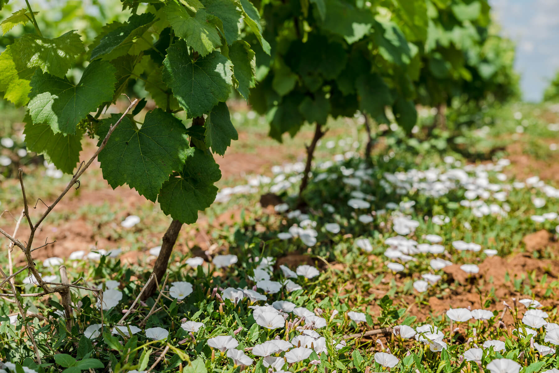 Goulaine - Muscadet