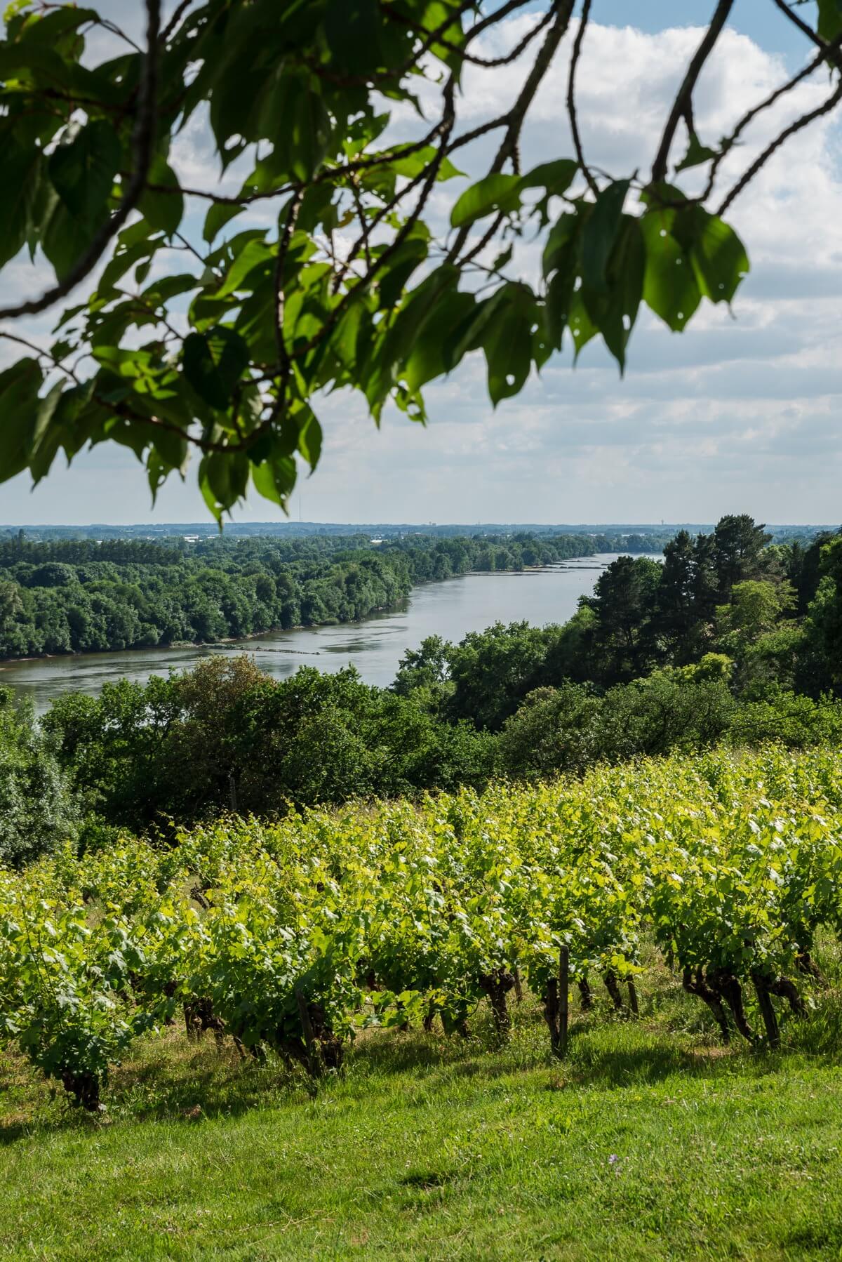 L’AOC Muscadet Coteaux de la Loire - Muscadet