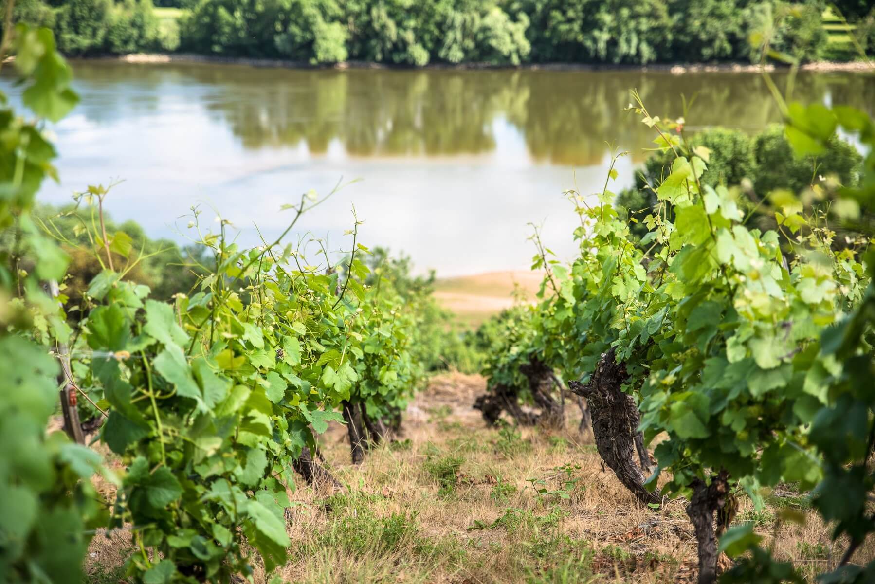 L’AOC Coteaux d’Ancenis - Muscadet