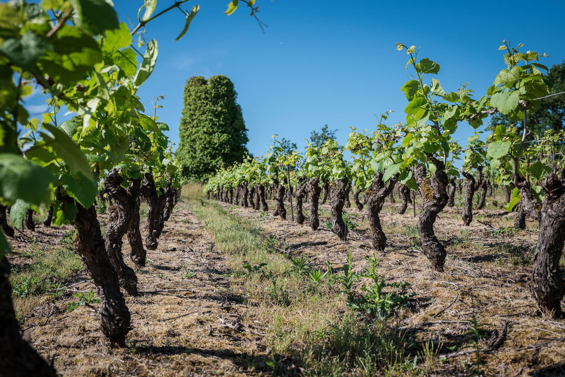 Mouzillon-Tillères - Muscadet