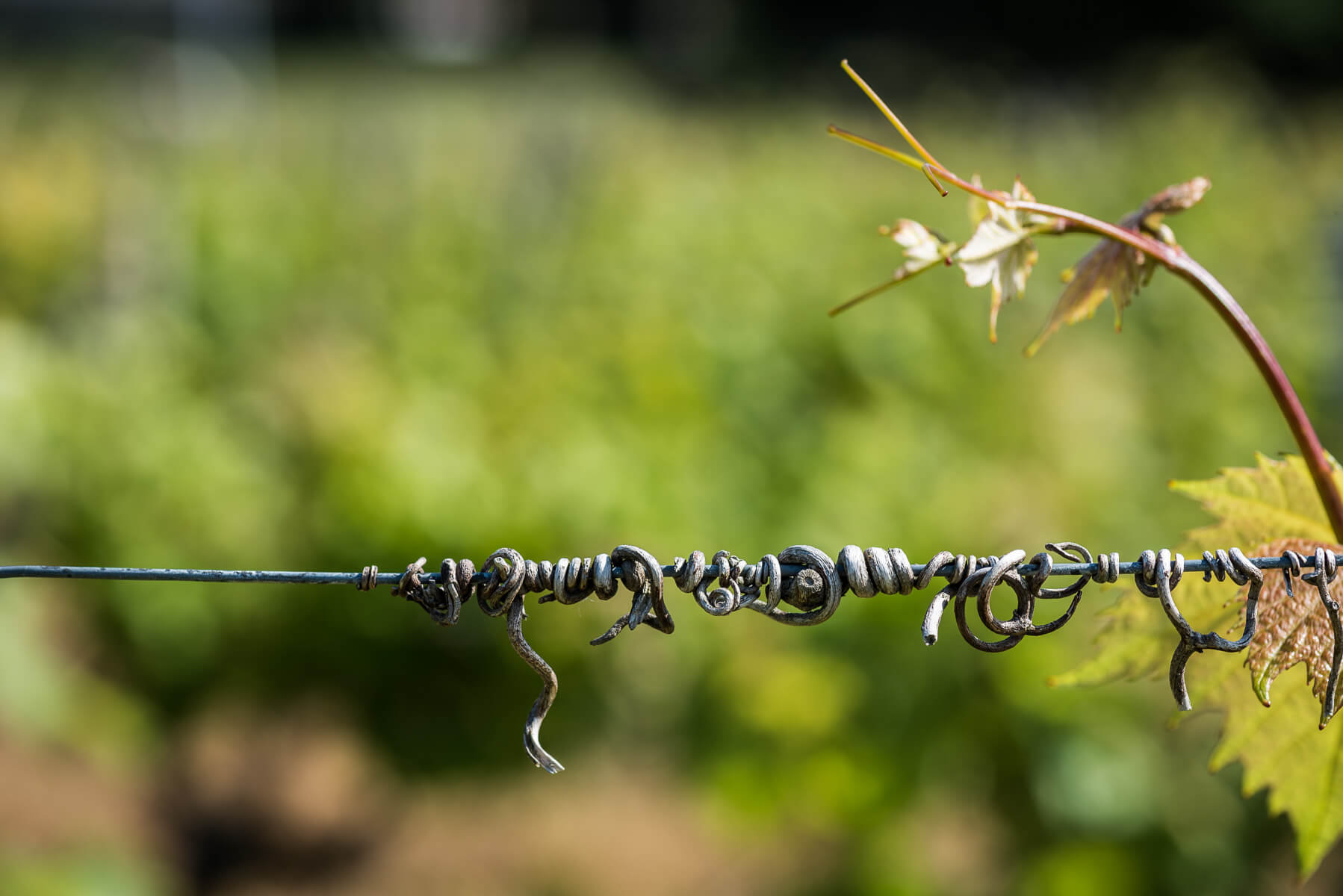 L’AOC Muscadet - Muscadet