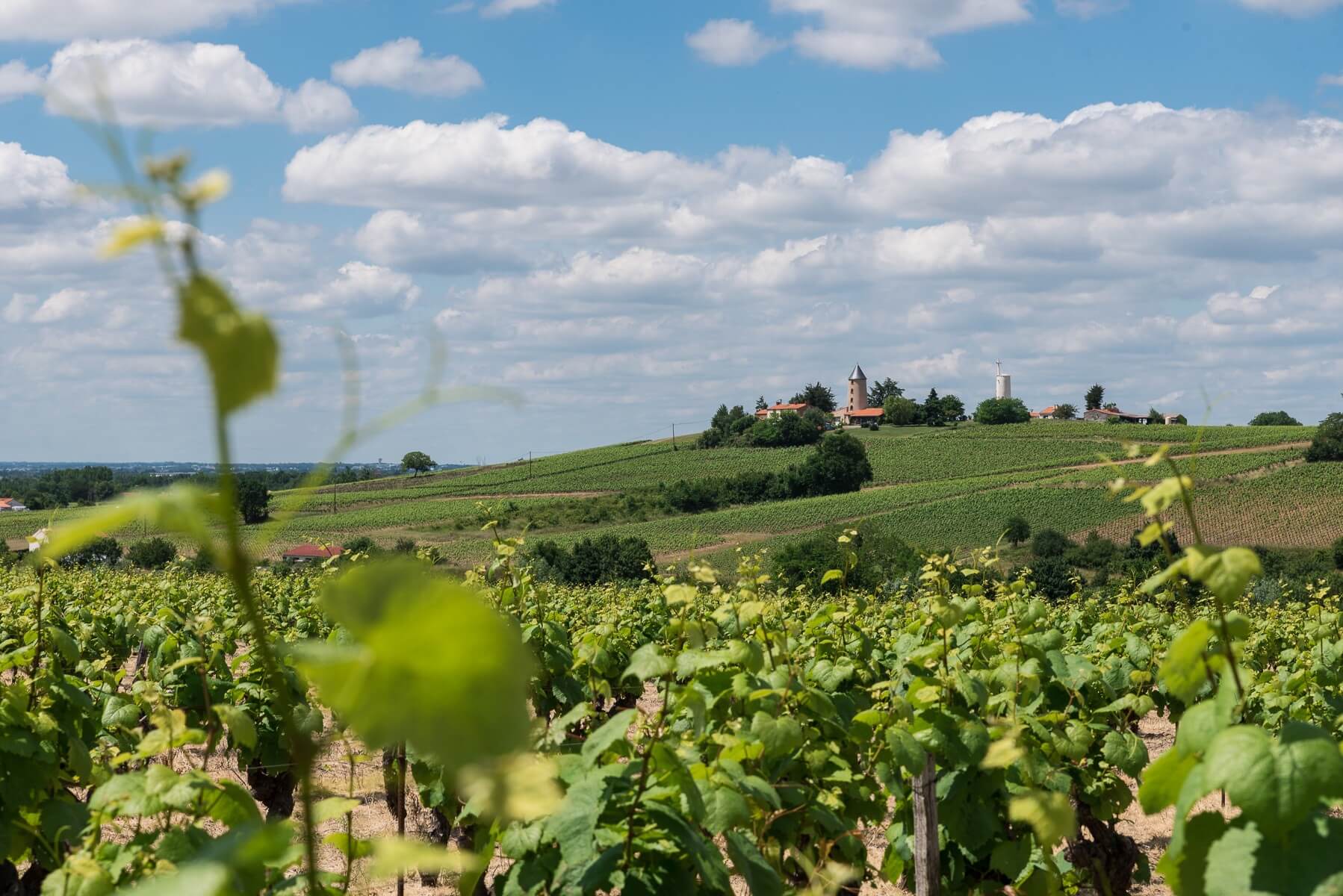 Cahiers des charges : un nouveau chapitre pour les Vins de Nantes - Muscadet