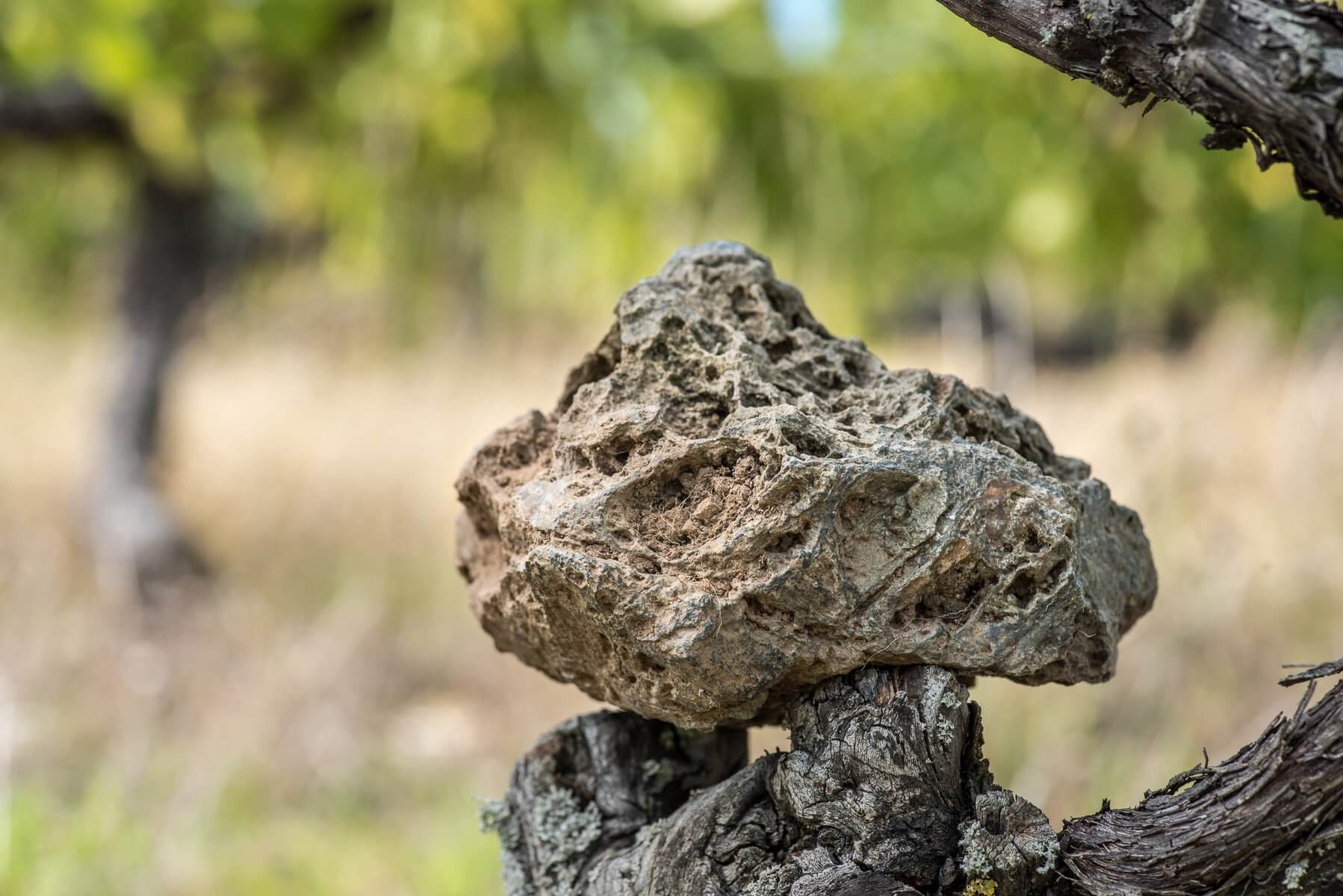 La Géologie des Terroirs - Muscadet