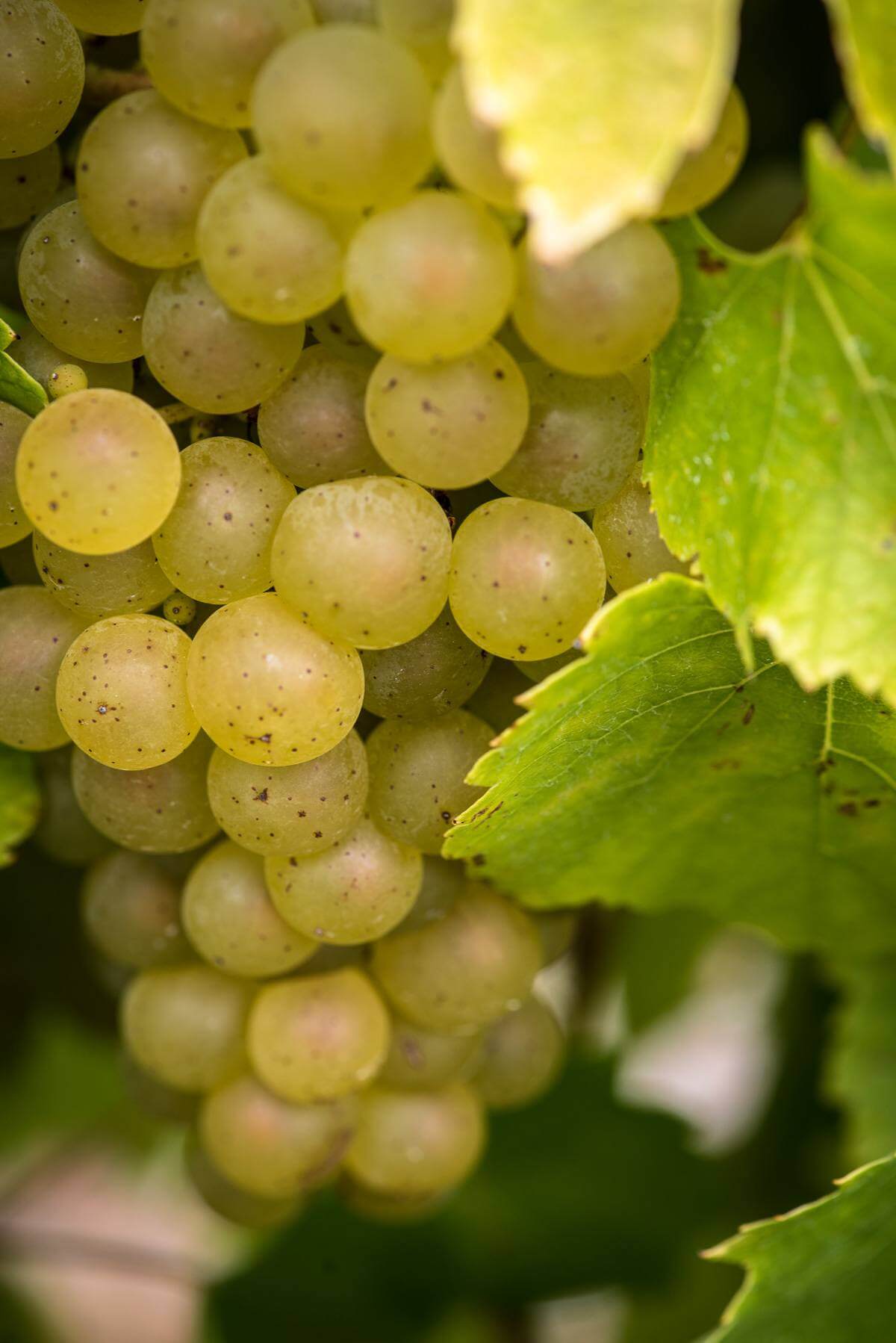 Mouzillon-Tillères - Muscadet