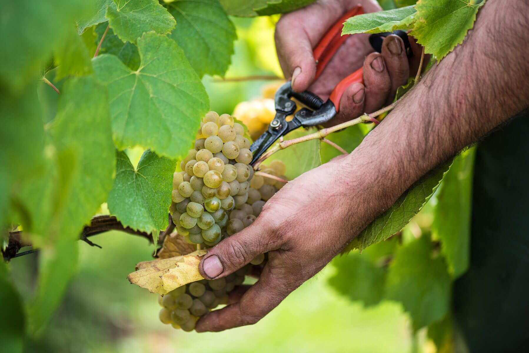 Vallet - Muscadet