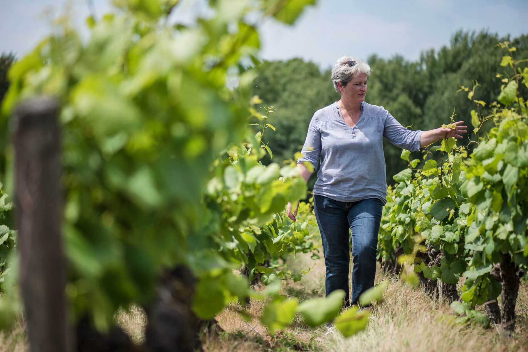 Mouzillon-Tillères - Muscadet