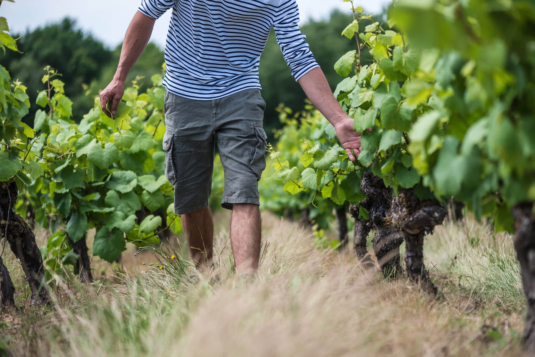 L’AOC Muscadet Côtes de Grandlieu - Muscadet