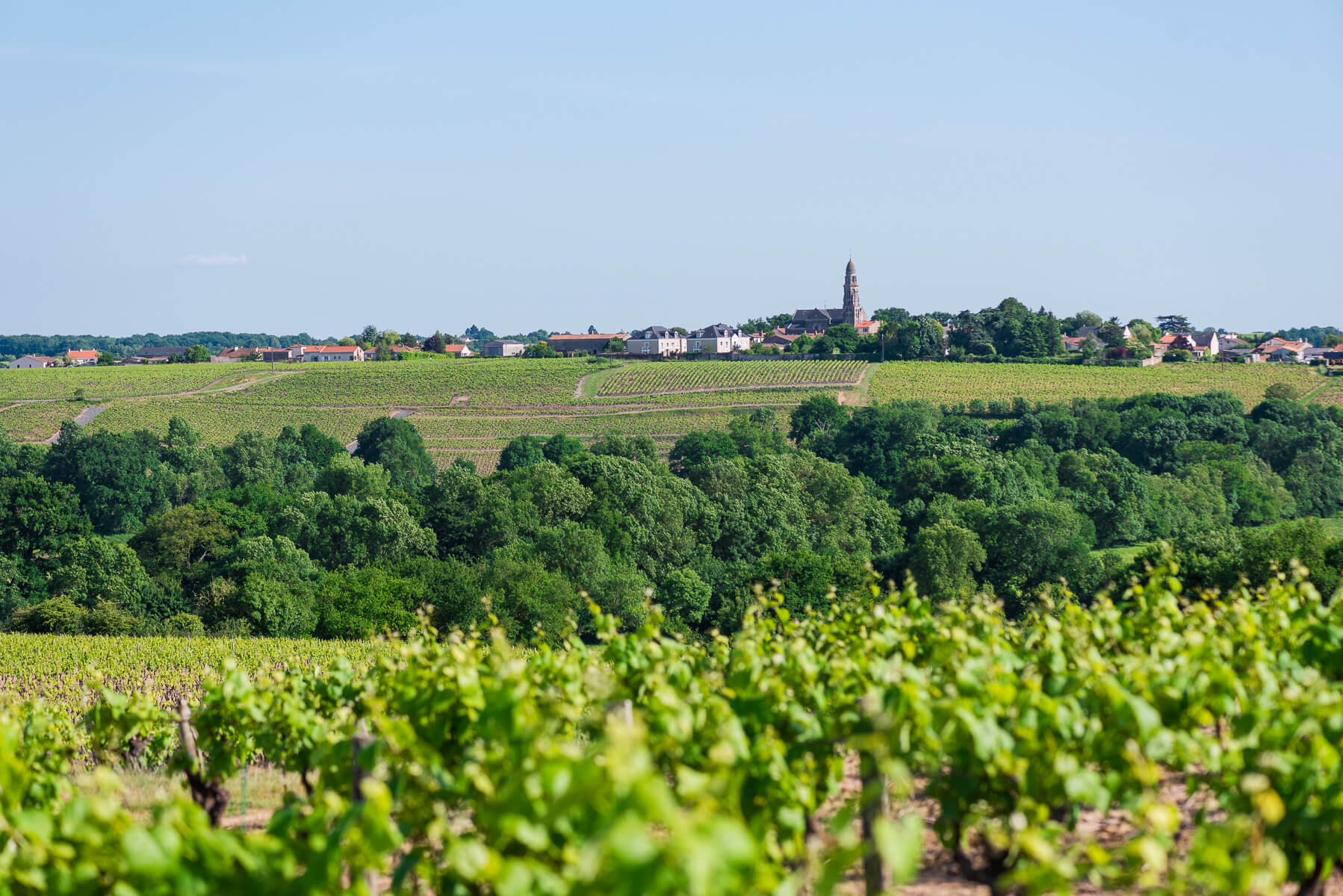 Monnières-Saint Fiacre - Muscadet