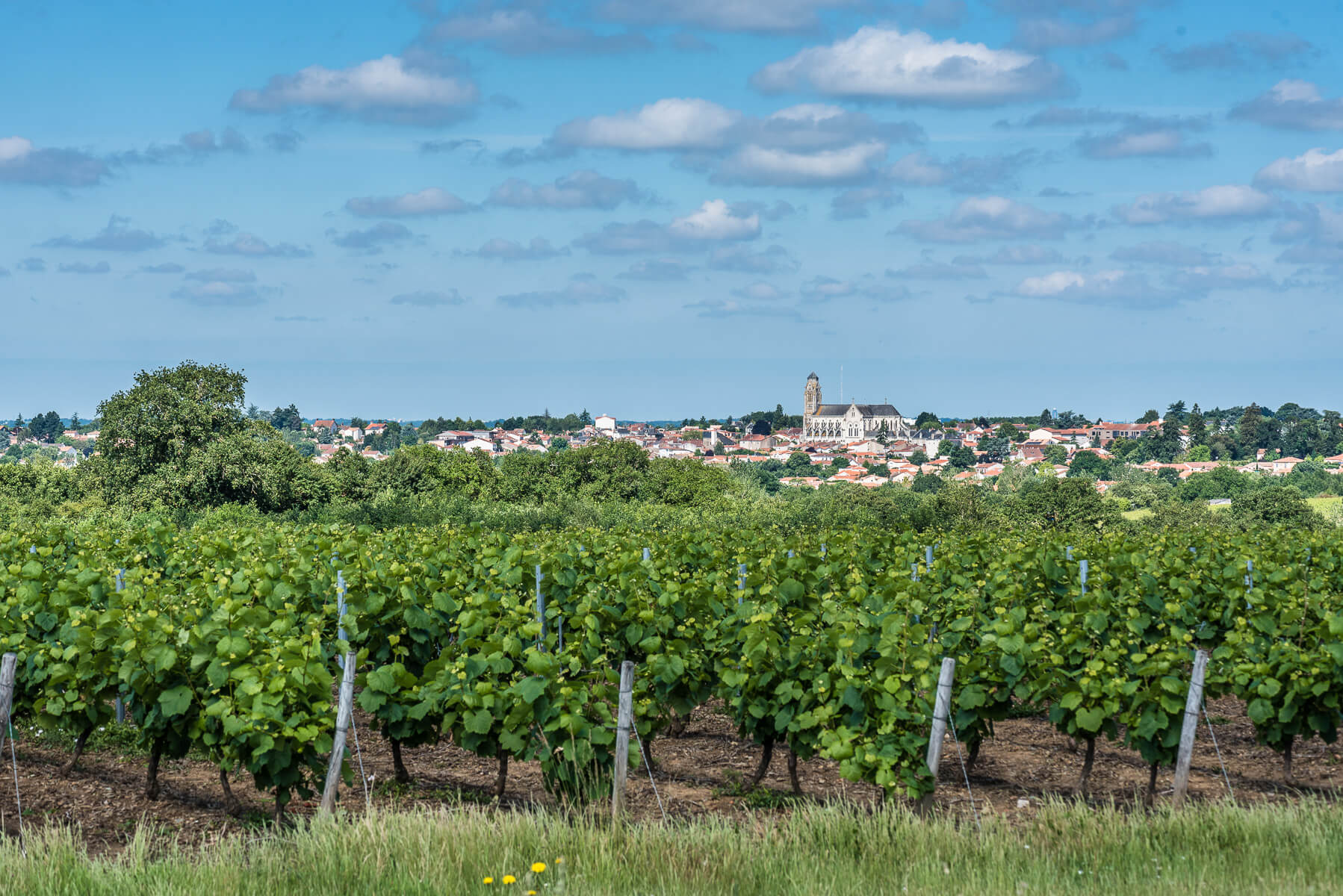 Vallet - Muscadet